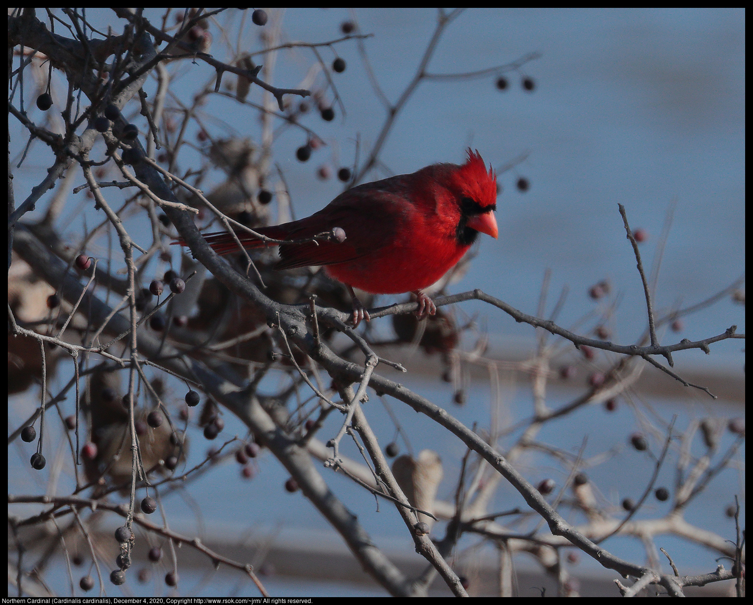 Northern Cardinal (Cardinalis cardinalis), December 4, 2020