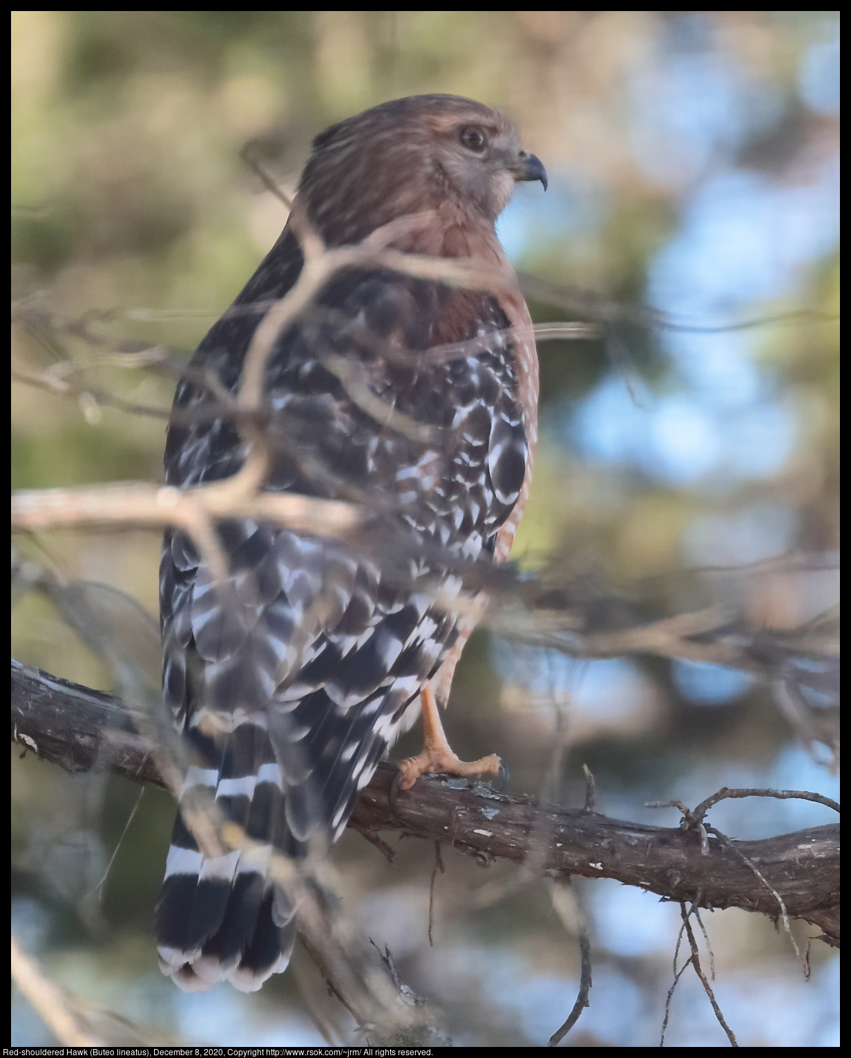 Red-shouldered Hawk (Buteo lineatus), December 8, 2020