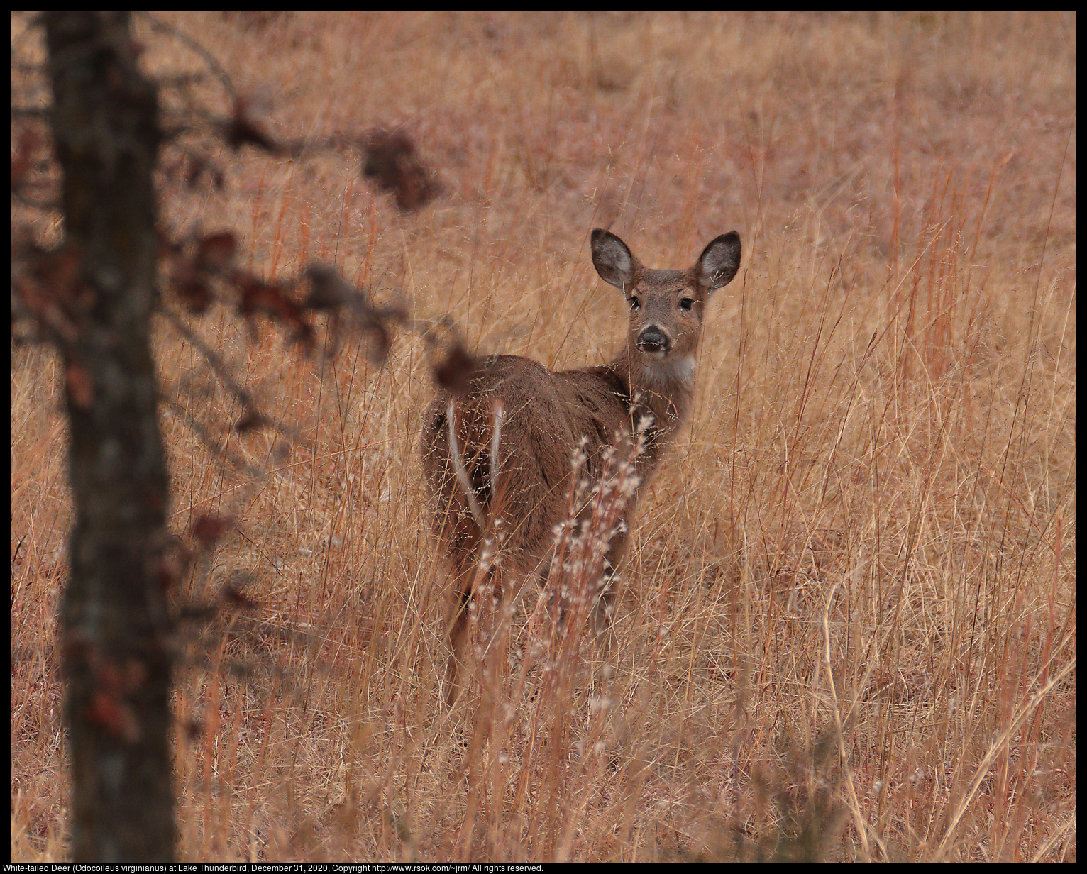 White-tailed Deer (Odocoileus virginianus) at Lake Thunderbird, December 31, 2020
