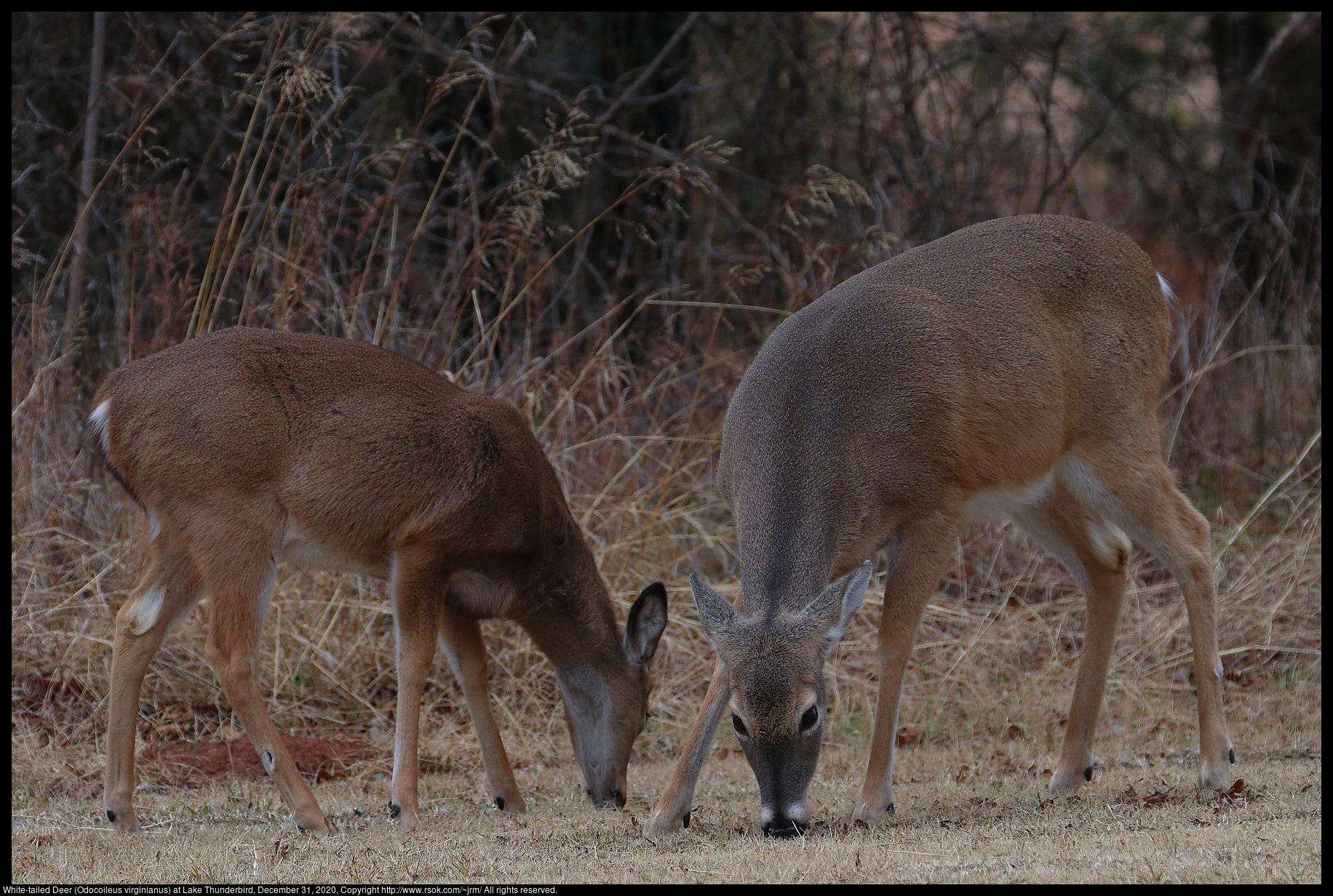White-tailed Deer (Odocoileus virginianus) at Lake Thunderbird, December 31, 2020