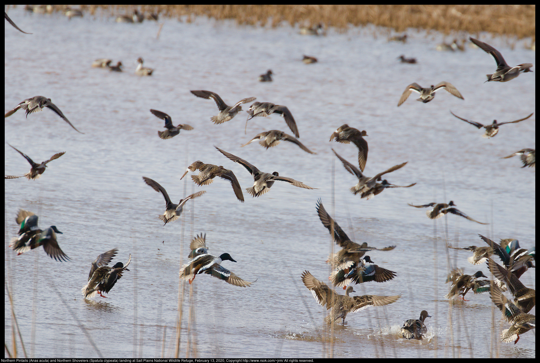 Northern Pintails (Anas acuta) and Northern Shovelers (Spatula clypeata) landing at Salt Plains National Wildlife Refuge, February 13, 2020