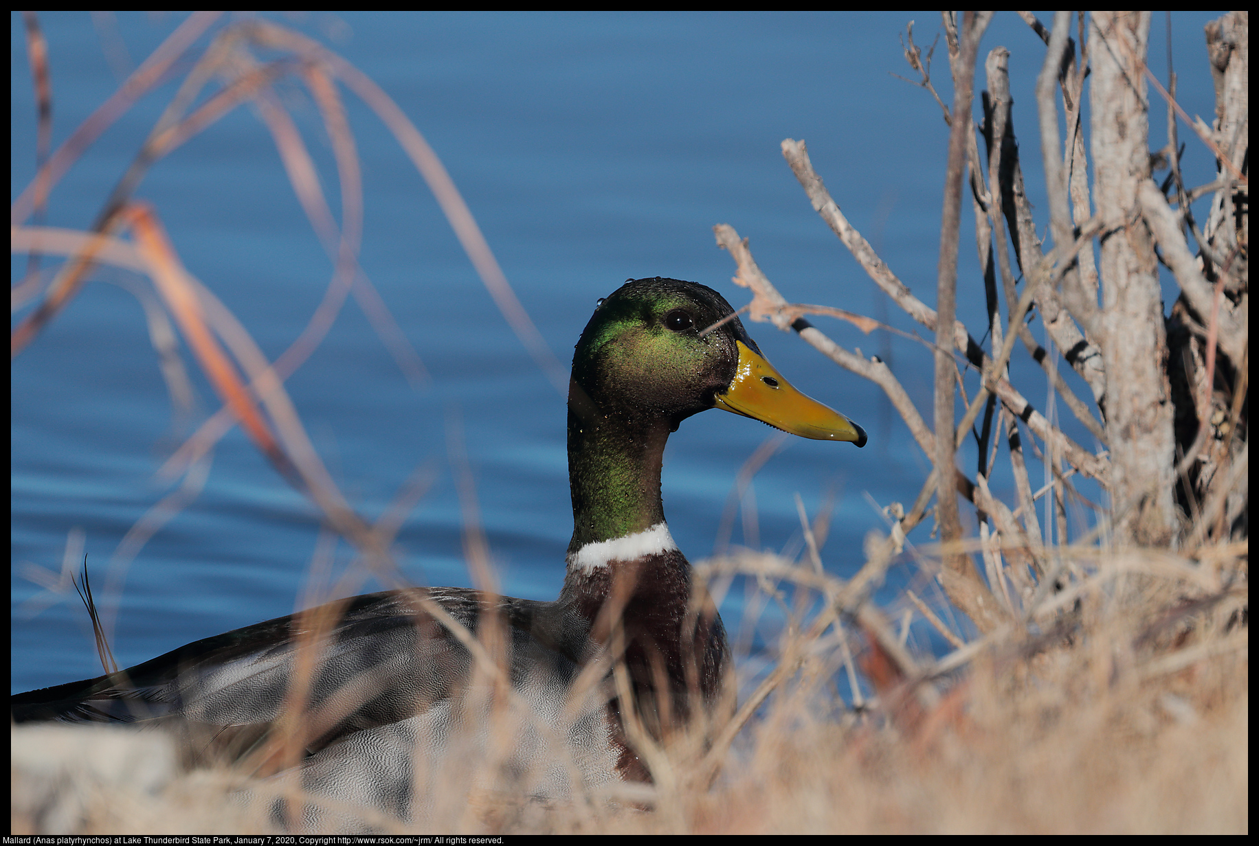 Mallard (Anas platyrhynchos) at Lake Thunderbird State Park, January 7, 2020