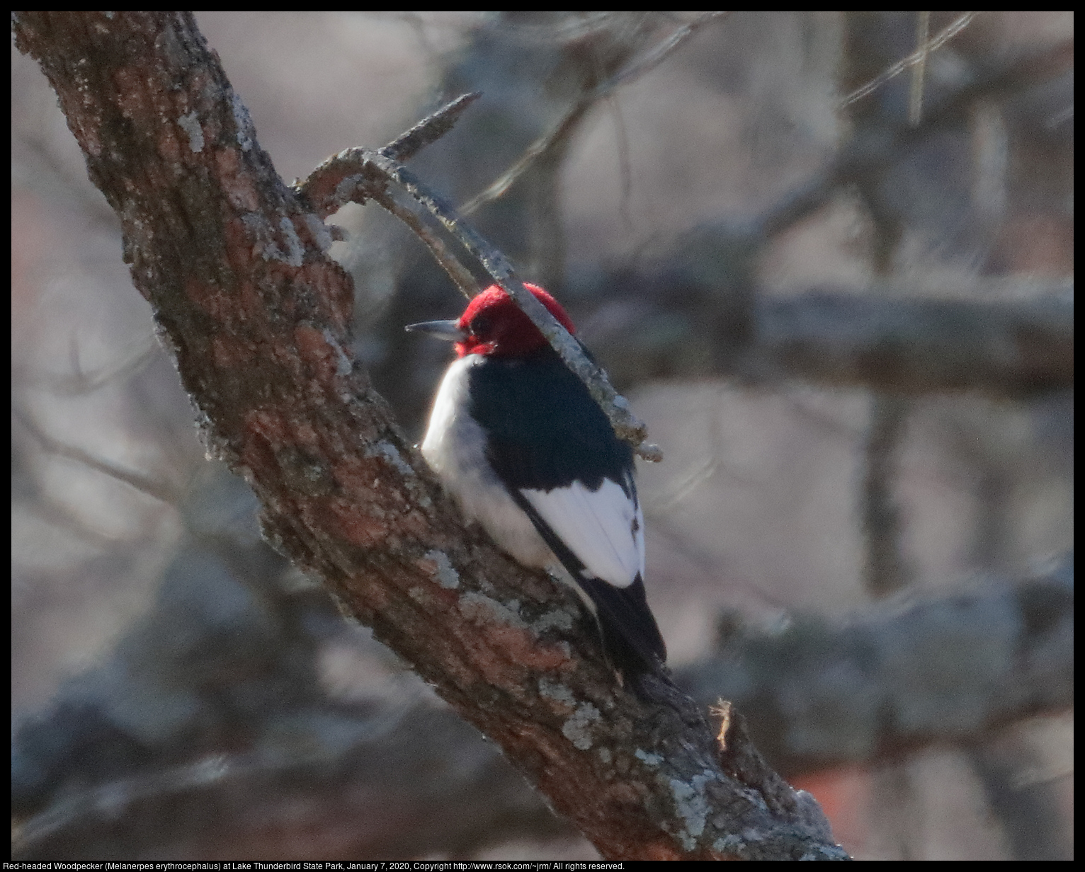 Red-headed Woodpecker (Melanerpes erythrocephalus) at Lake Thunderbird State Park, January 7, 2020