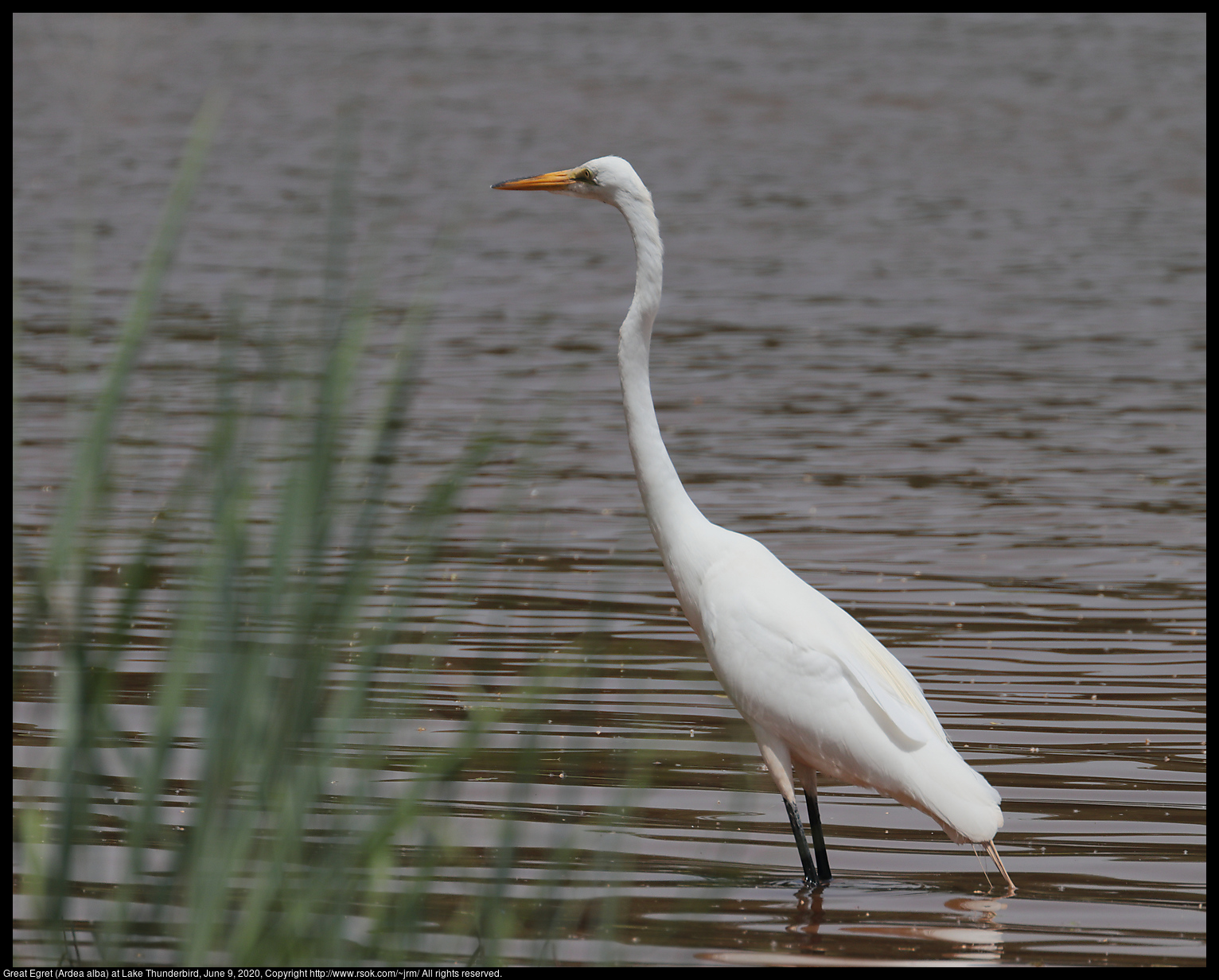 Great Egret (Ardea alba) at Lake Thunderbird, June 9, 2020