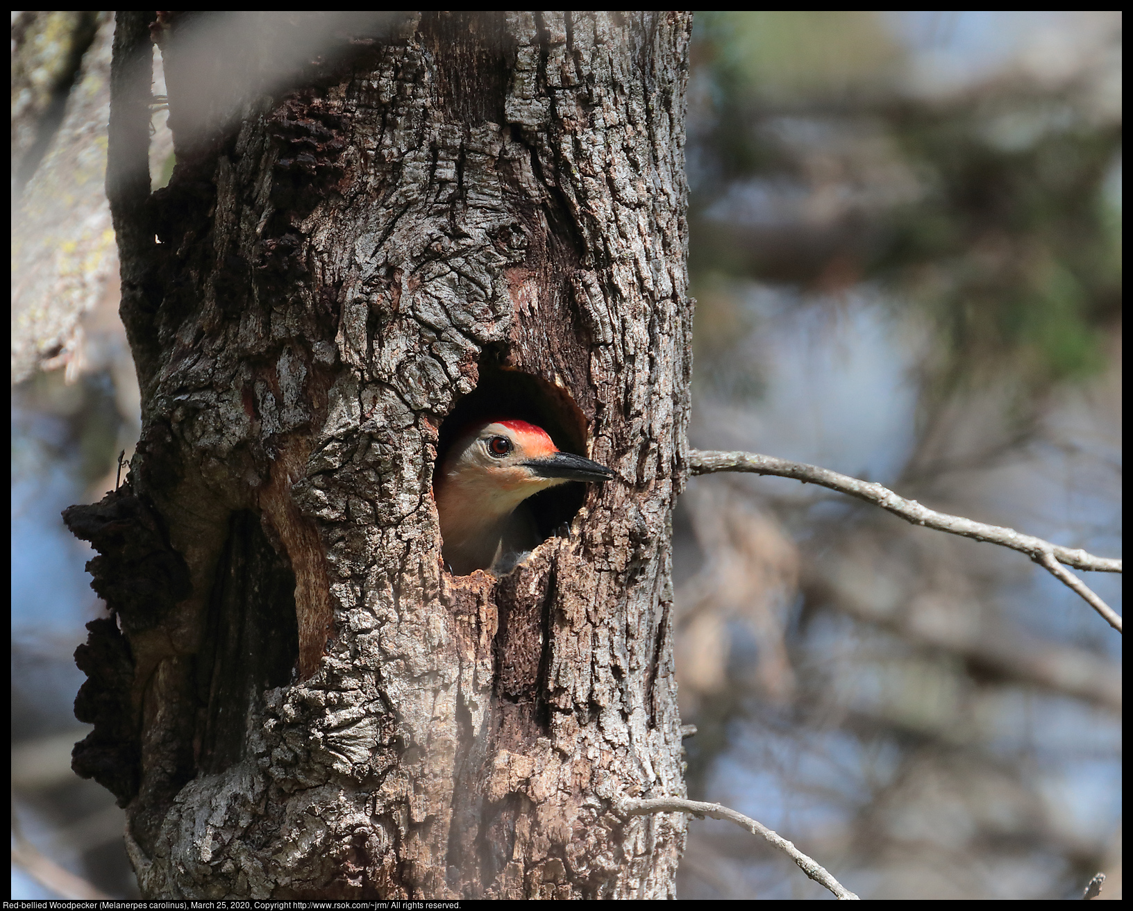 Red-bellied Woodpecker (Melanerpes carolinus), March 25, 2020