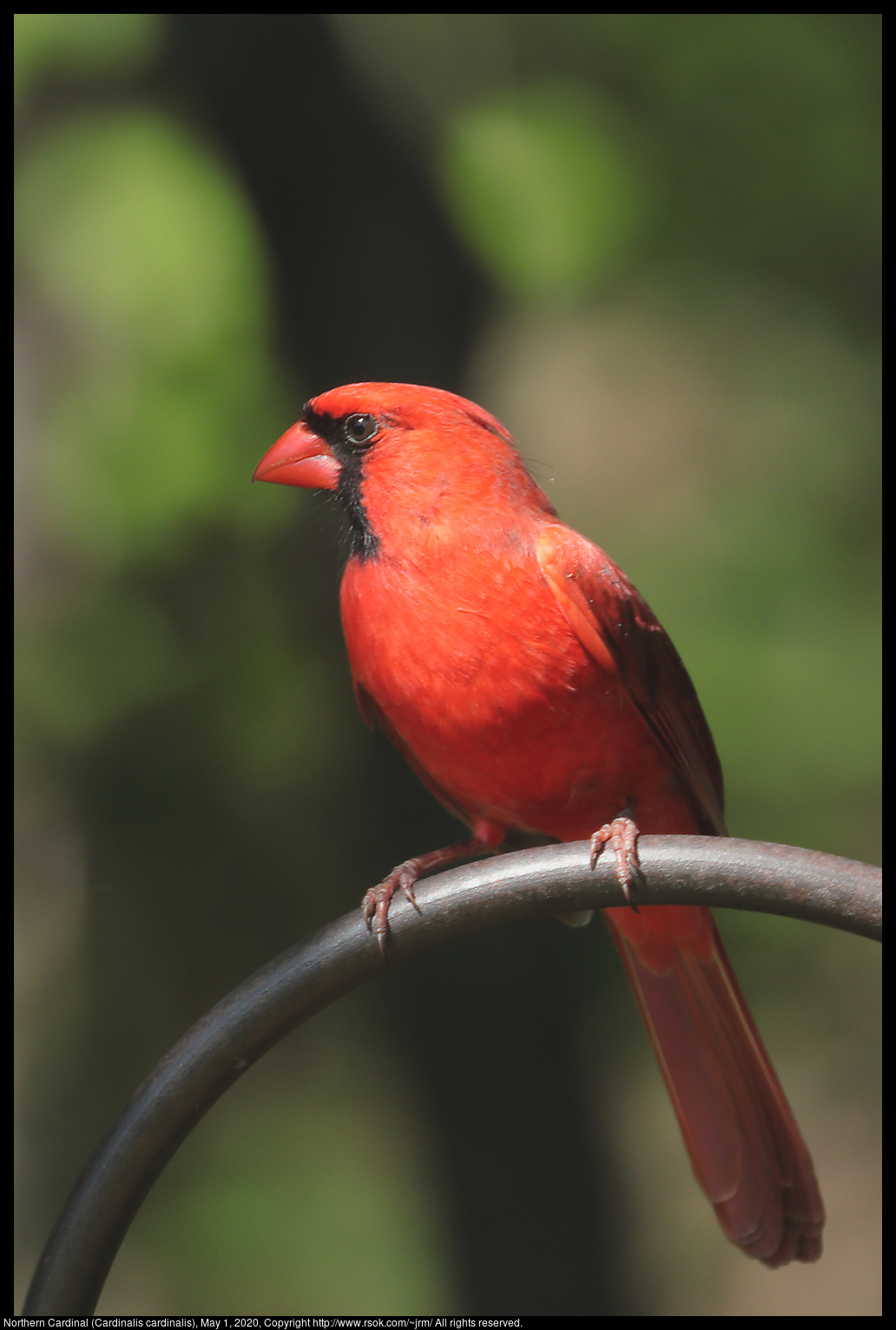 Northern Cardinal (Cardinalis cardinalis), May 1, 2020