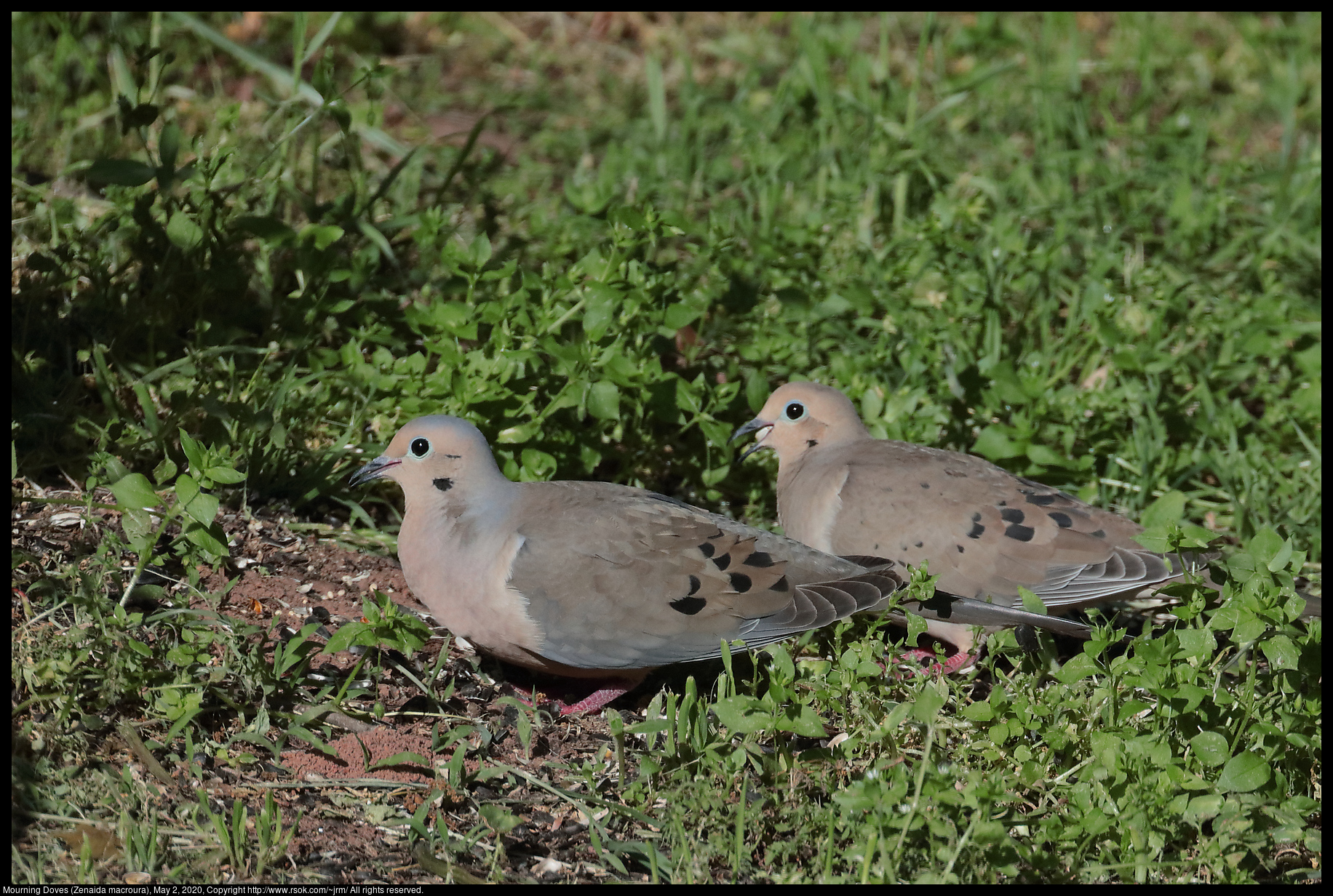 Mourning Doves (Zenaida macroura), May 2, 2020
