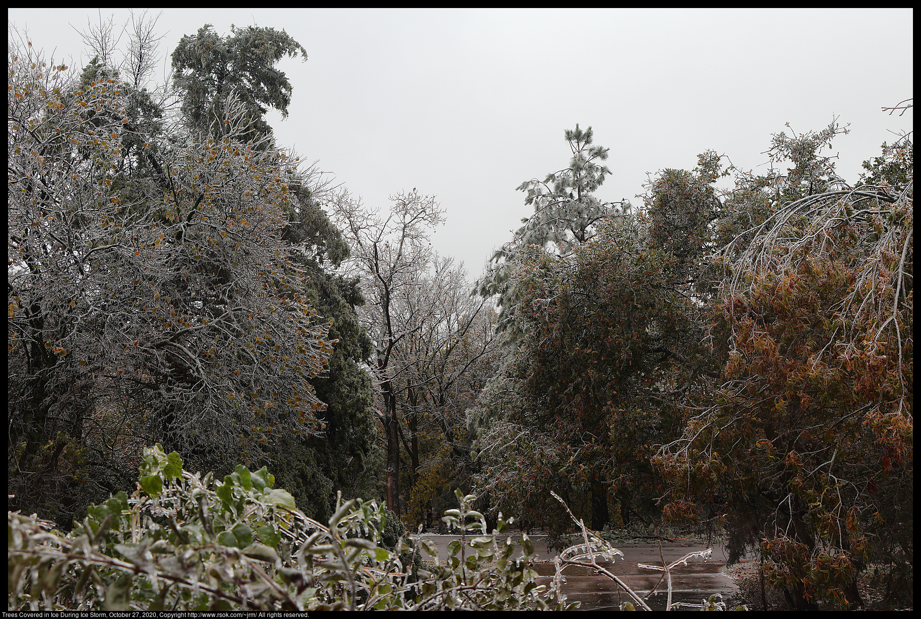 Trees Covered in Ice During Ice Storm, October 27, 2020