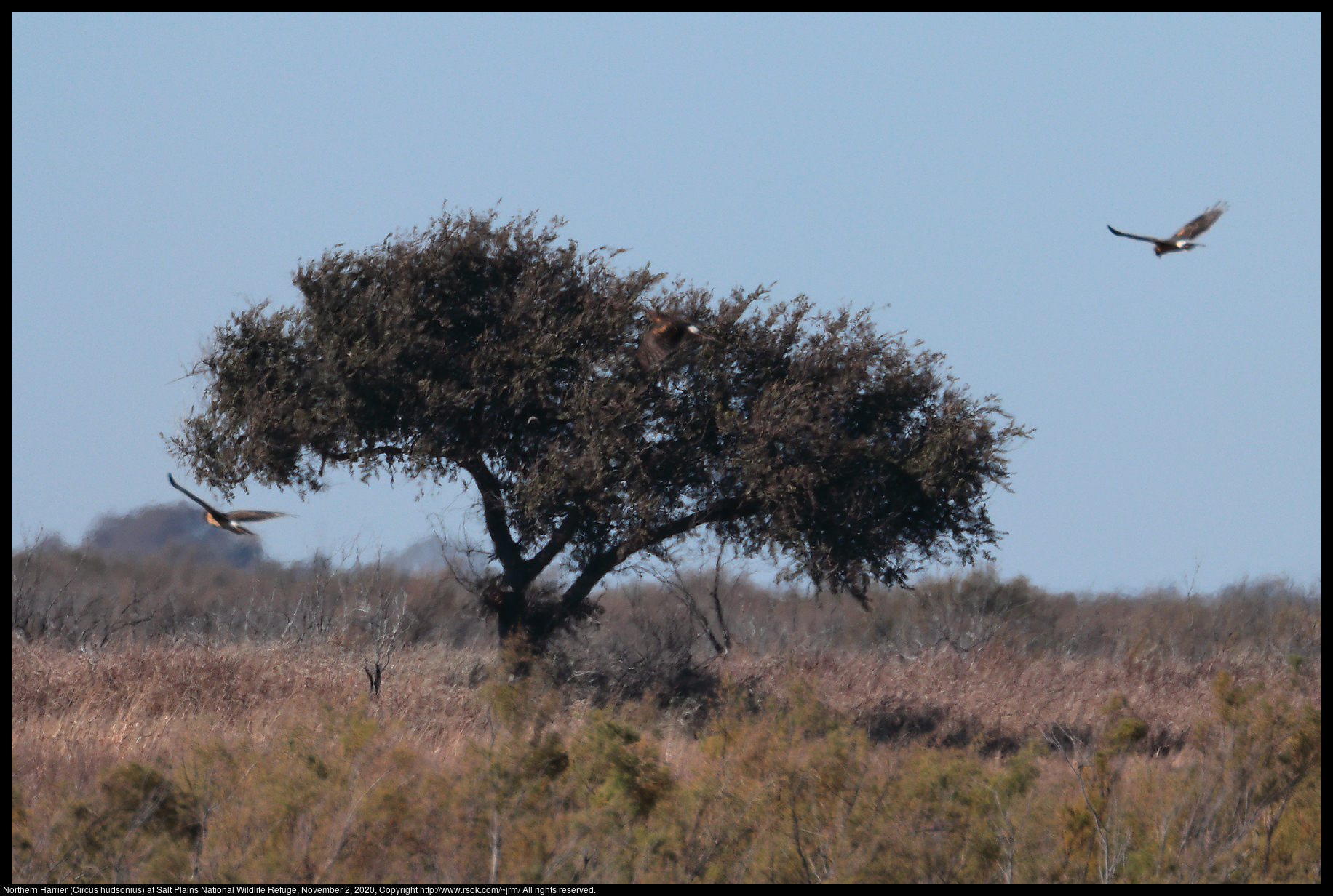 Northern Harrier (Circus hudsonius) at Salt Plains National Wildlife Refuge, November 2, 2020