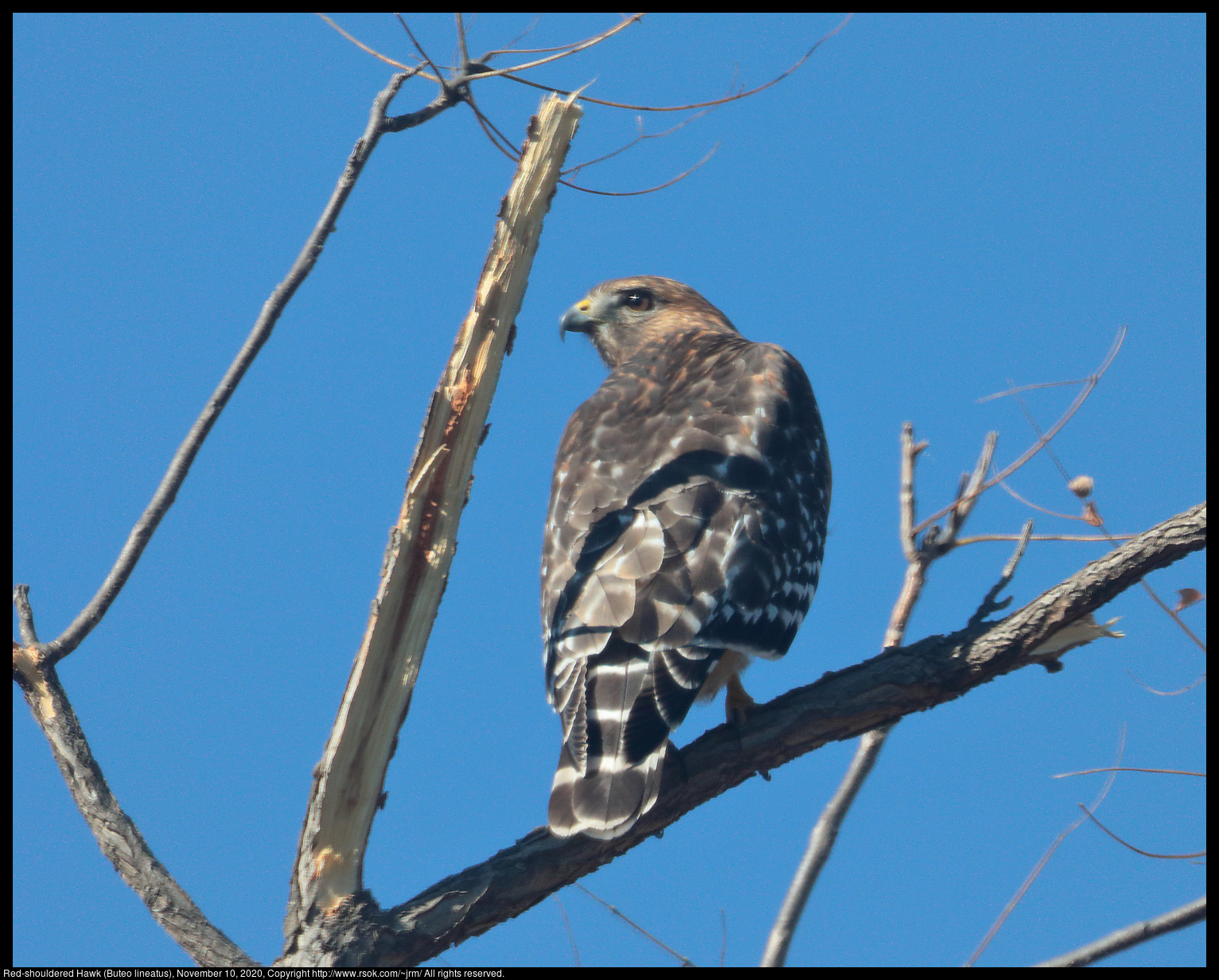 Red-shouldered Hawk (Buteo lineatus), November 10, 2020