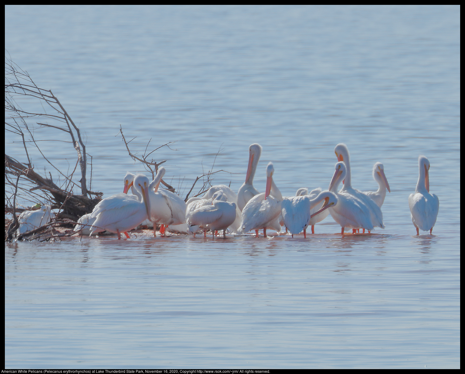 American White Pelicans (Pelecanus erythrorhynchos) at Lake Thunderbird State Park, November 16, 2020