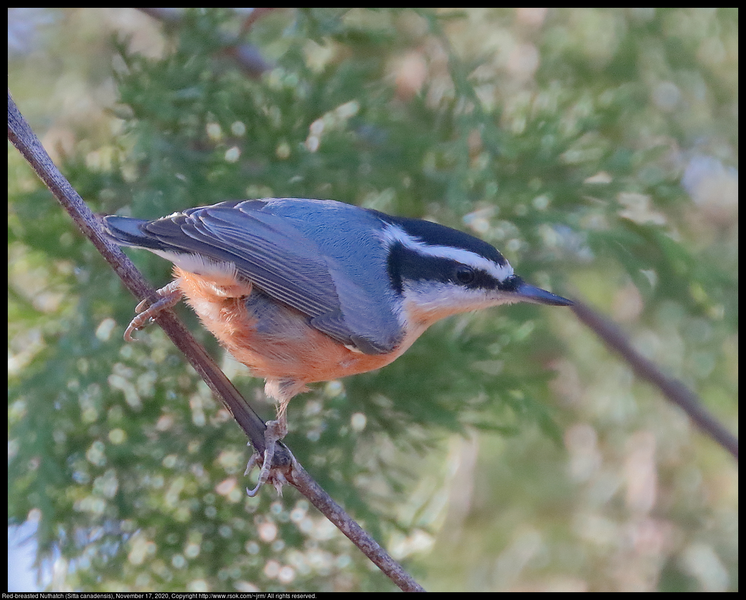 Red-breasted Nuthatch (Sitta canadensis), November 17, 2020