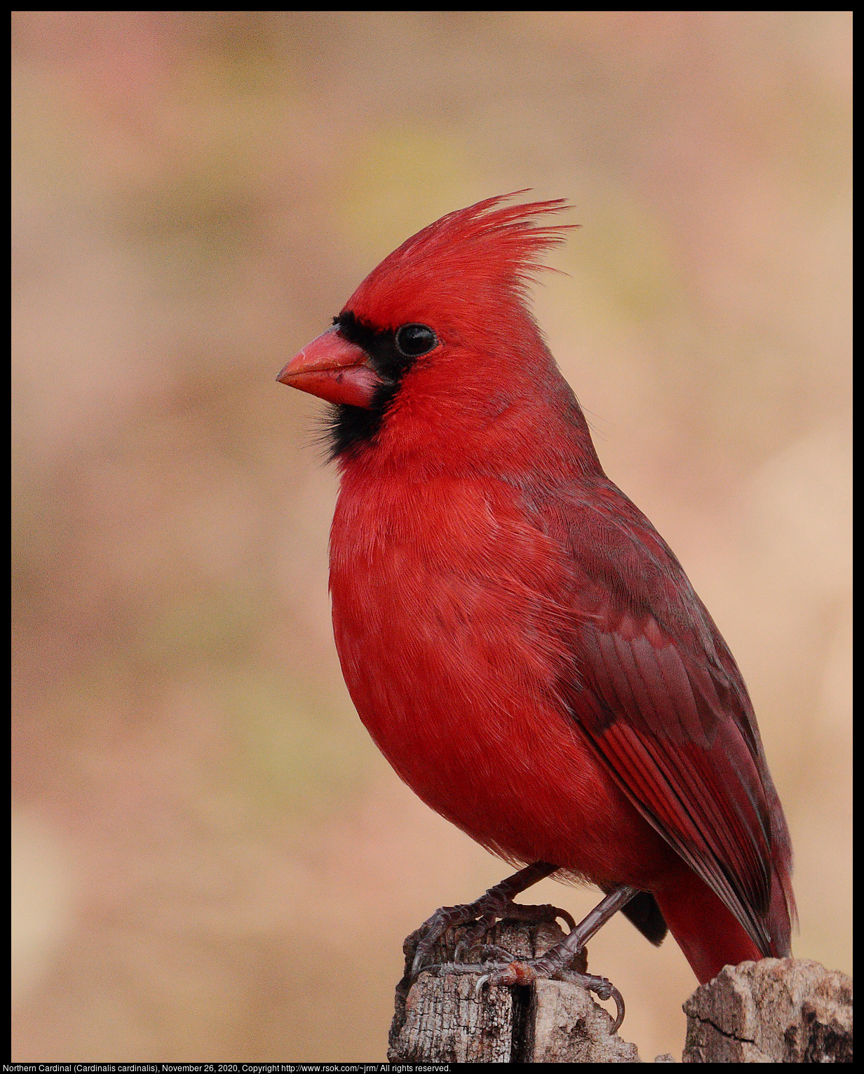 Northern Cardinal (Cardinalis cardinalis), November 26, 2020