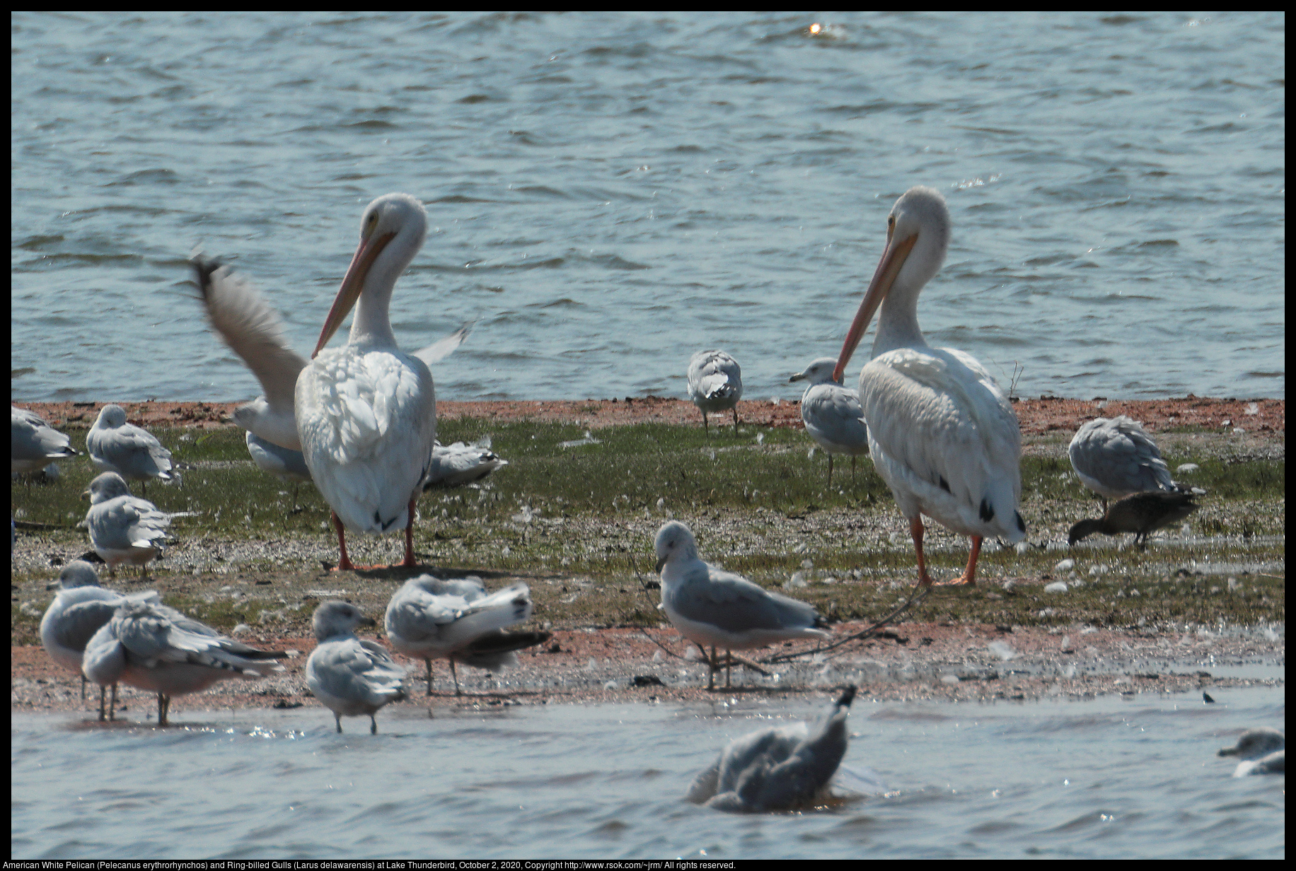 American White Pelican (Pelecanus erythrorhynchos) and Ring-billed Gulls (Larus delawarensis) at Lake Thunderbird, October 2, 2020