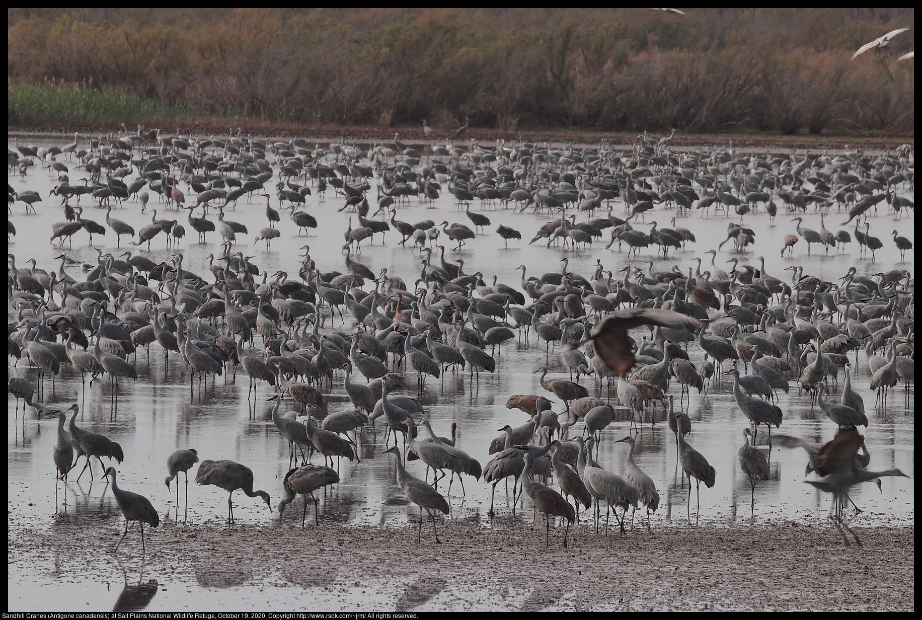 Sandhill Cranes (Antigone canadensis) at Salt Plains National Wildlife Refuge, October 19, 2020