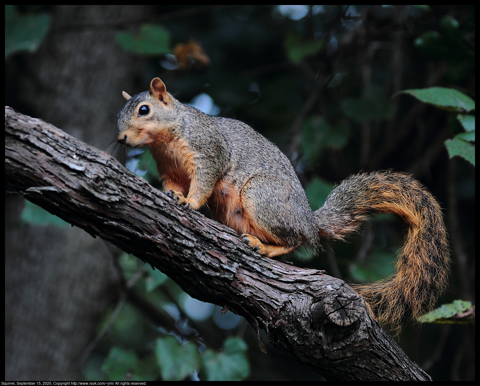 Squirrel, September 15, 2020