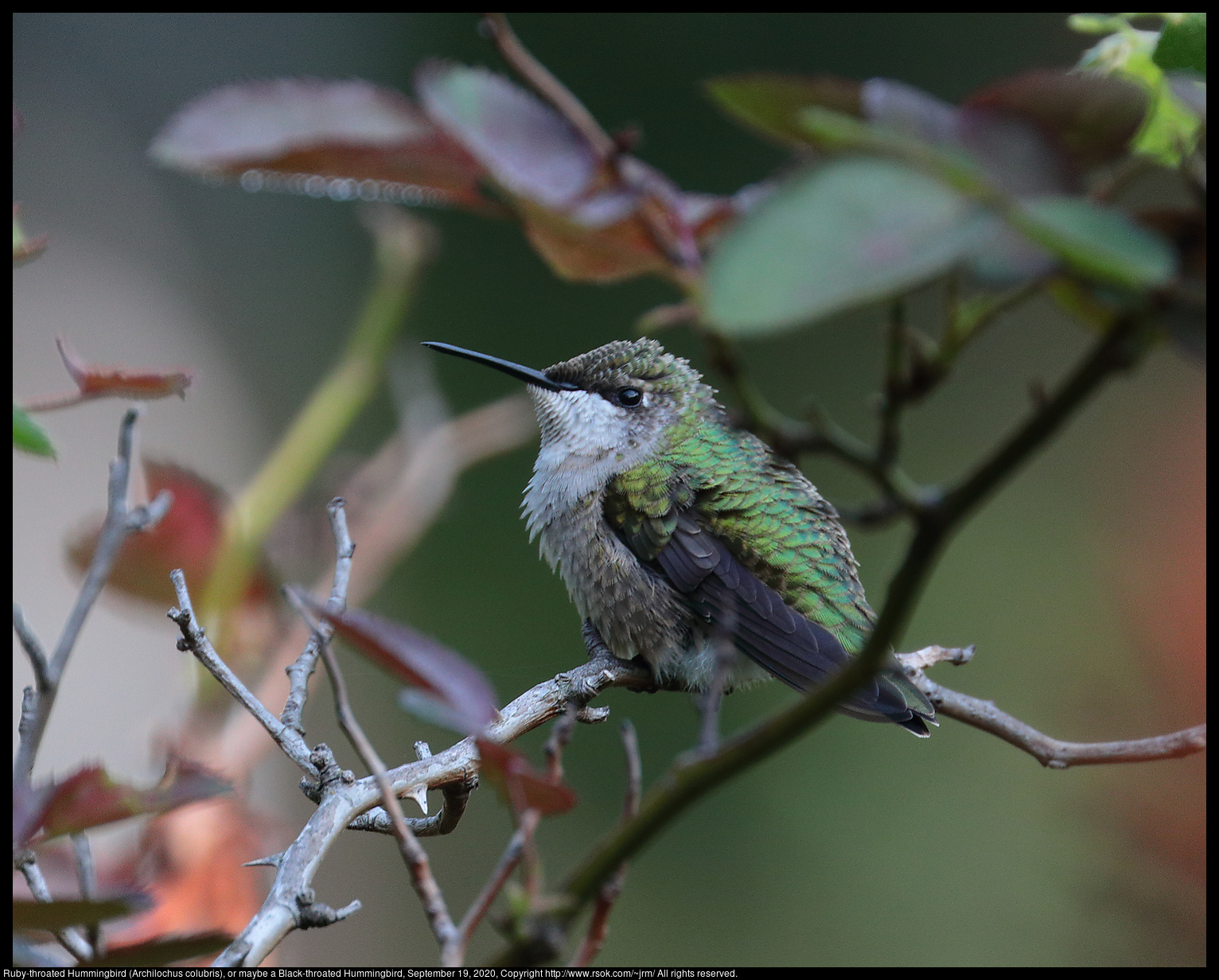 Ruby-throated Hummingbird (Archilochus colubris), or maybe a Black-throated Hummingbird, September 19, 2020