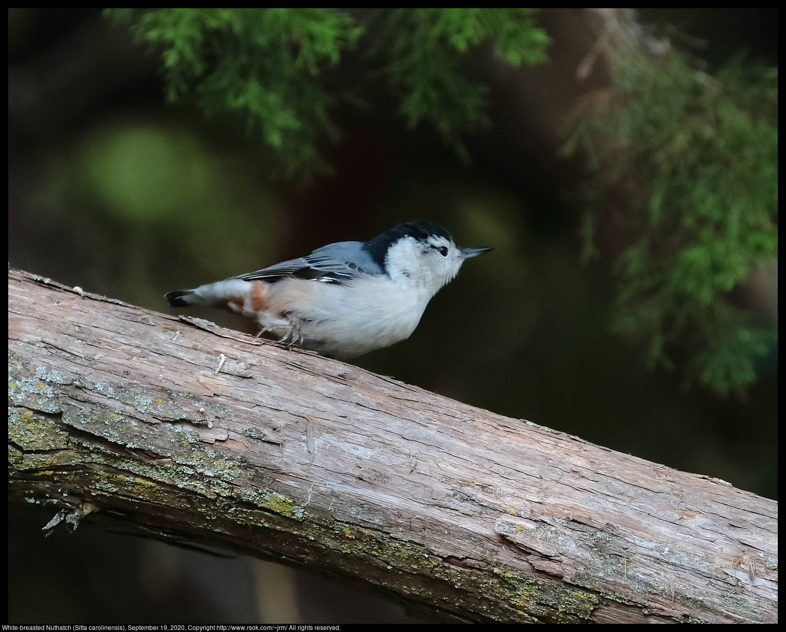 White-breasted Nuthatch (Sitta carolinensis), September 19, 2020