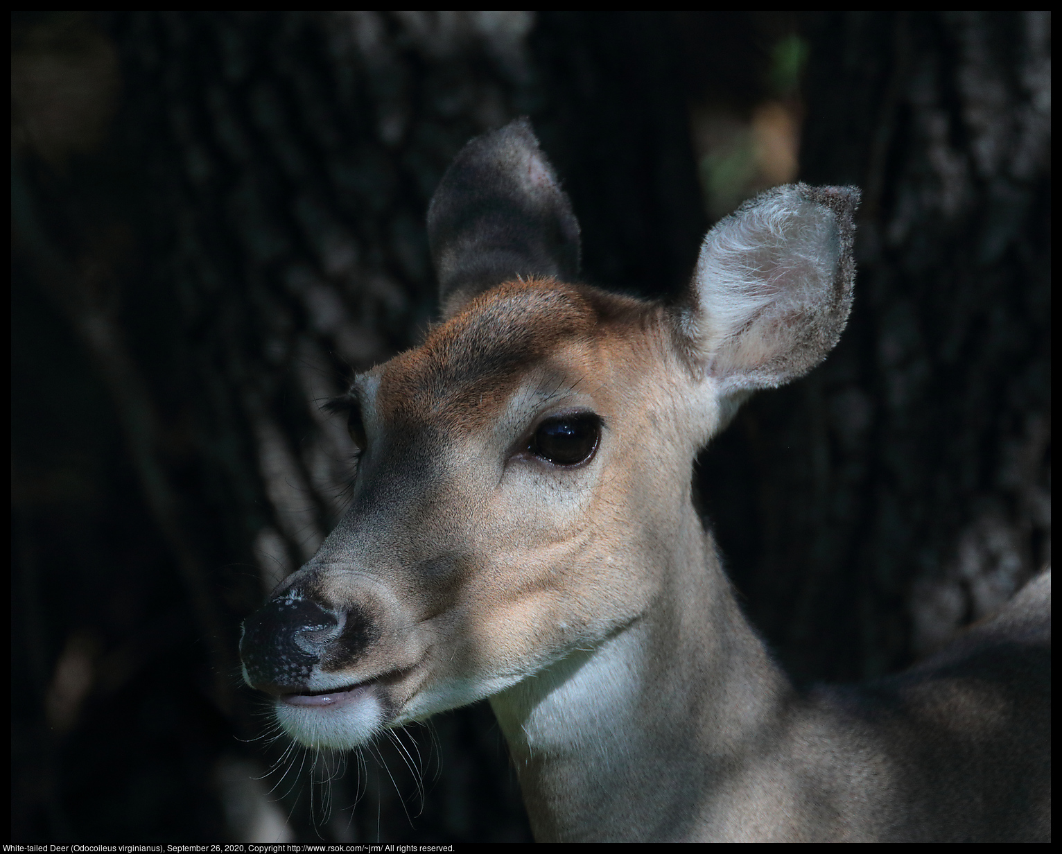 White-tailed Deer (Odocoileus virginianus), September 26, 2020