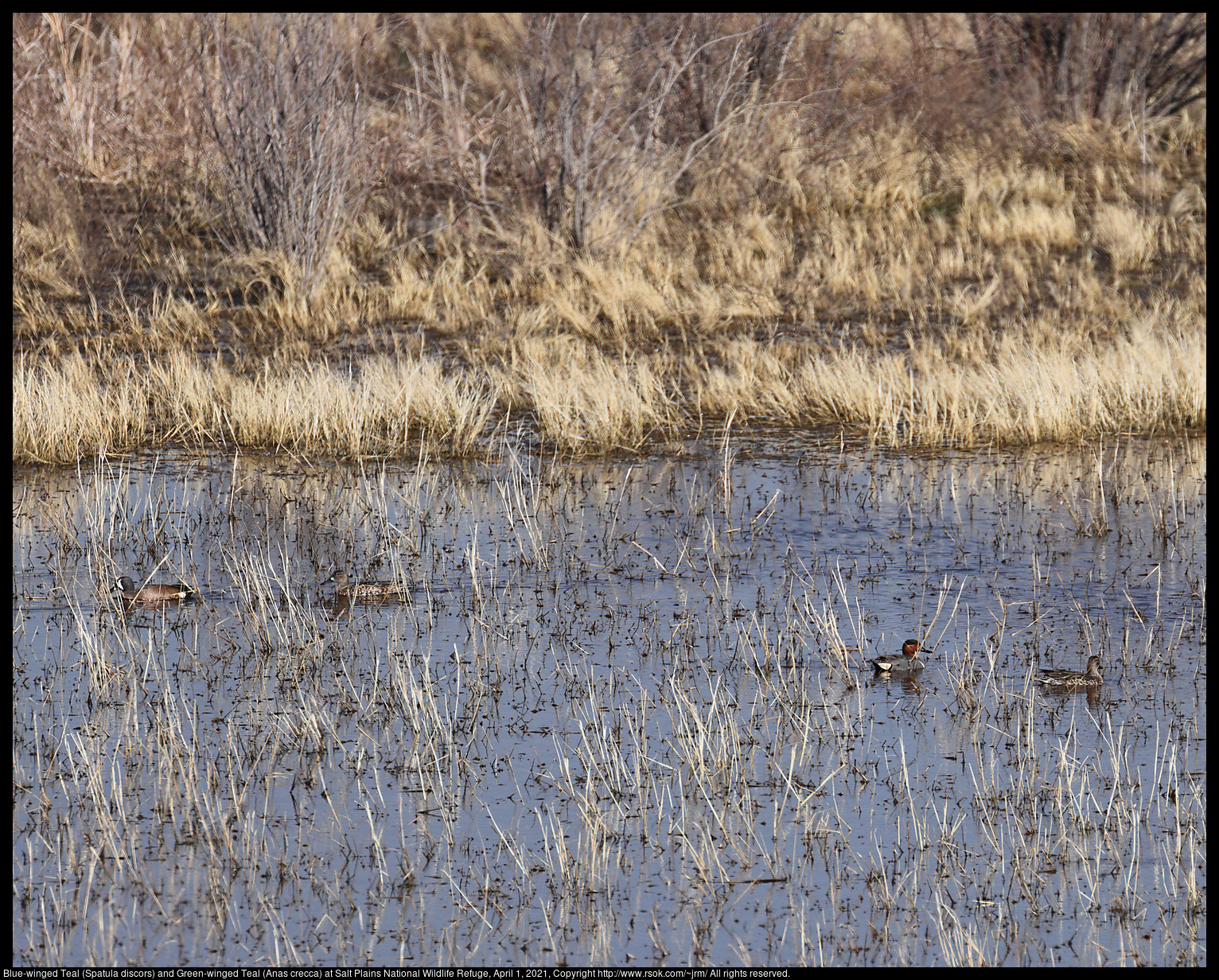 Blue-winged Teal (Spatula discors) and Green-winged Teal (Anas crecca) at Salt Plains National Wildlife Refuge, April 1, 2021