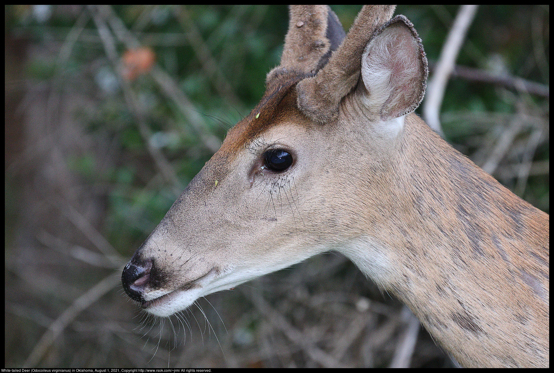 White-tailed Deer (Odocoileus virginianus) in Oklahoma, August 1, 2021