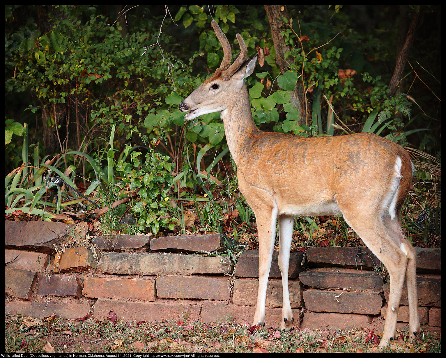 White-tailed Deer (Odocoileus virginianus) in Norman, Oklahoma, August 14, 2021