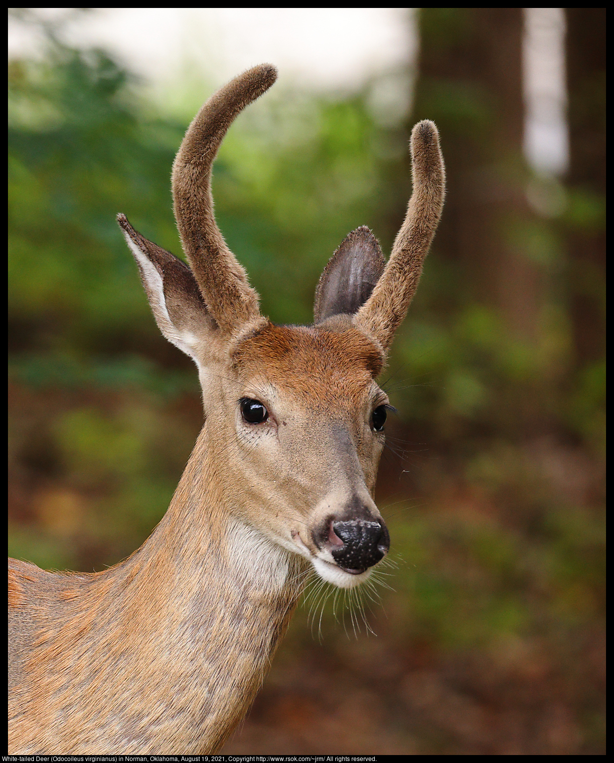 White-tailed Deer (Odocoileus virginianus) in Norman, Oklahoma, August 19, 2021