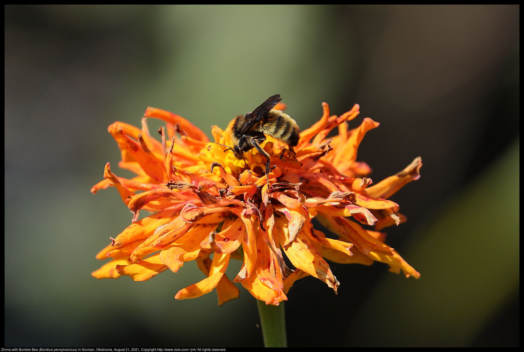 Zinnia with Bumble Bee (Bombus pensylvanicus) in Norman, Oklahoma, August 21, 2021