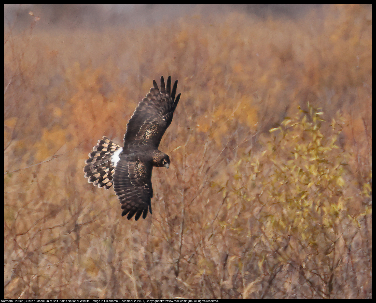 Northern Harrier (Circus hudsonius) at Salt Plains National Wildlife Refuge in Oklahoma, December 2, 2021