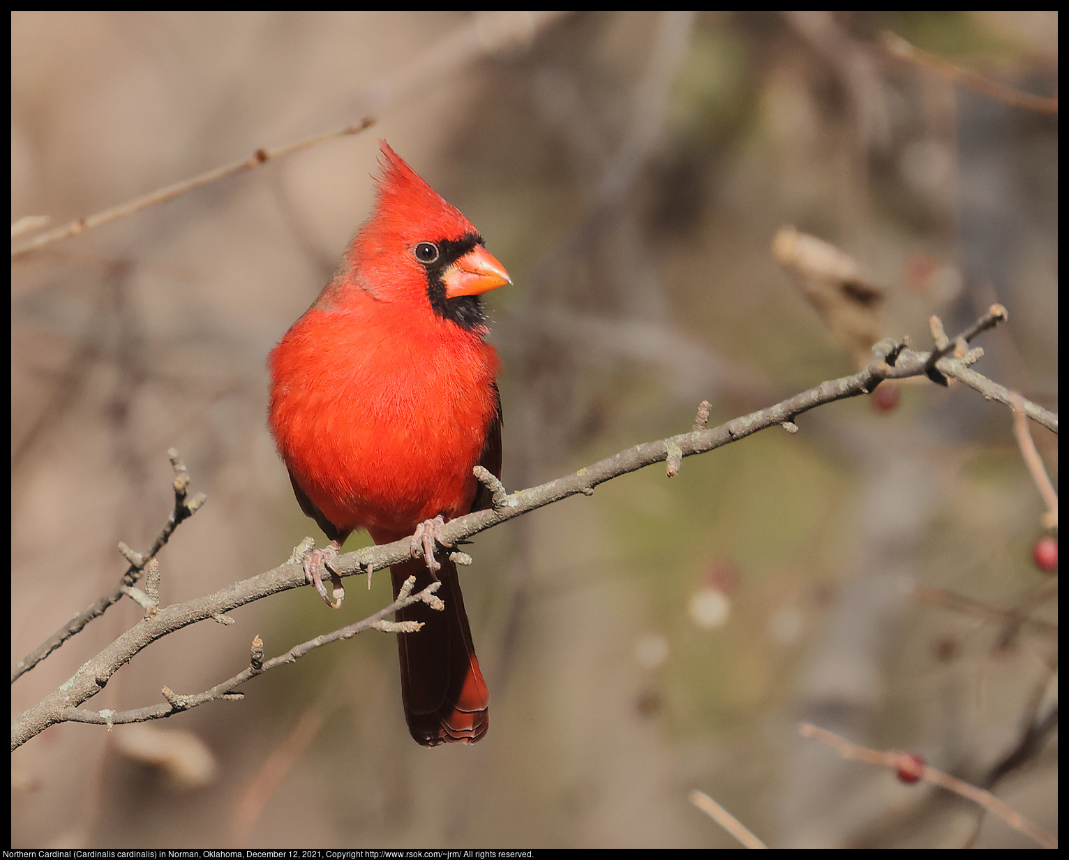 Northern Cardinal (Cardinalis cardinalis) in Norman, Oklahoma, December 12, 2021