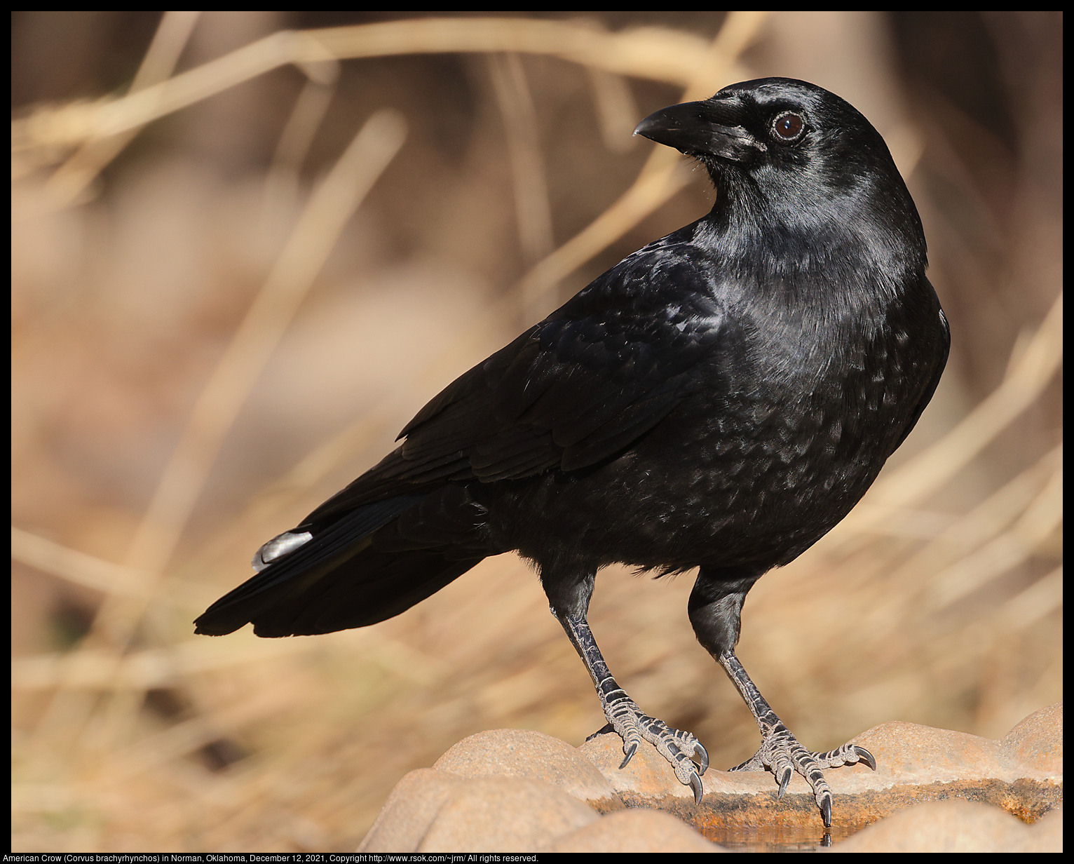 American Crow (Corvus brachyrhynchos) in Norman, Oklahoma, December 12, 2021