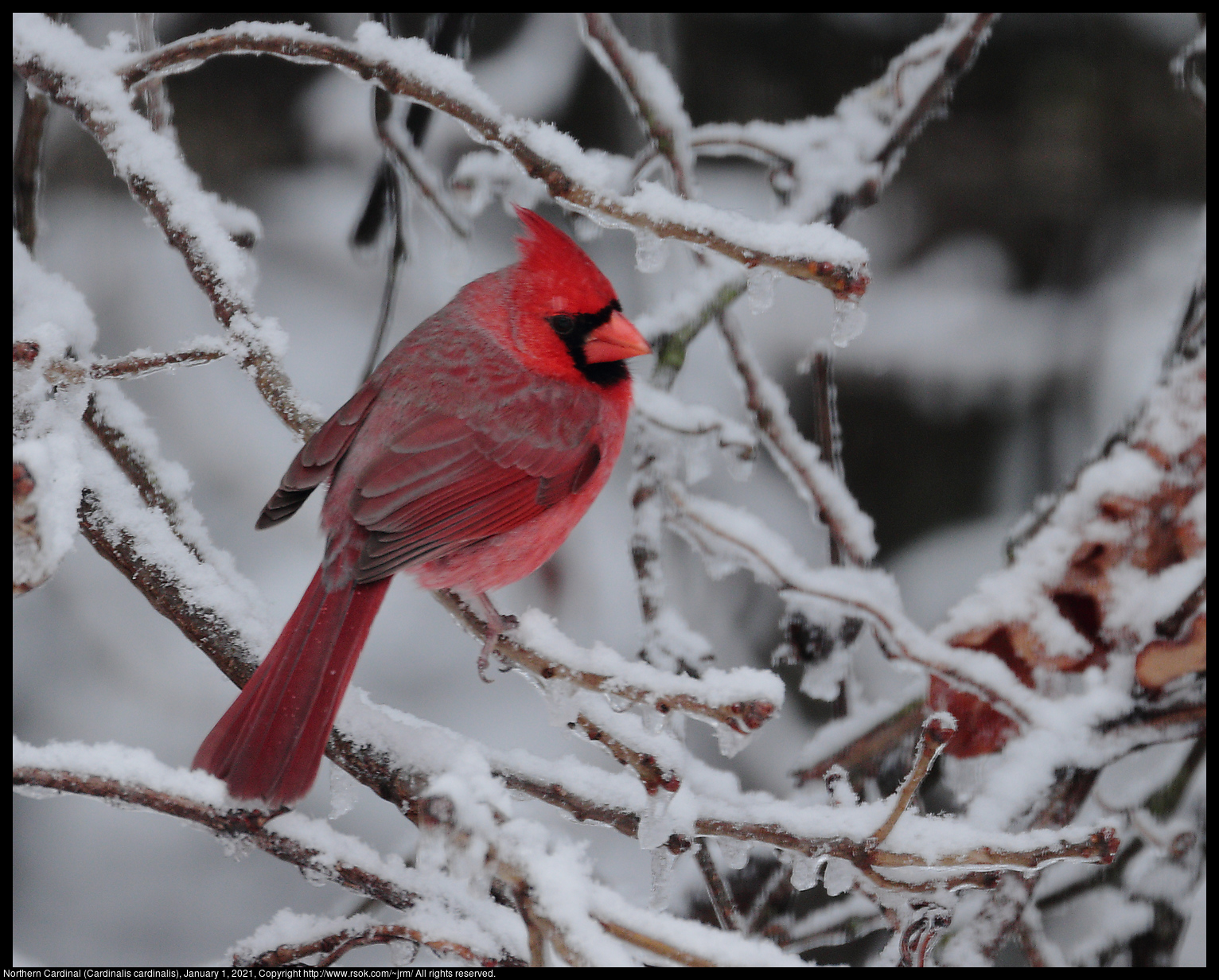 Northern Cardinal (Cardinalis cardinalis), January 1, 2021