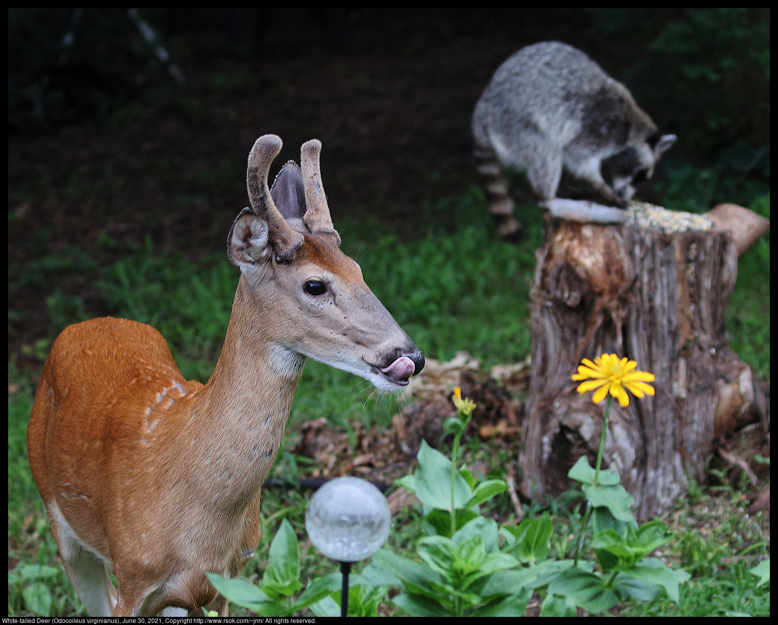 White-tailed Deer (Odocoileus virginianus), June 30, 2021