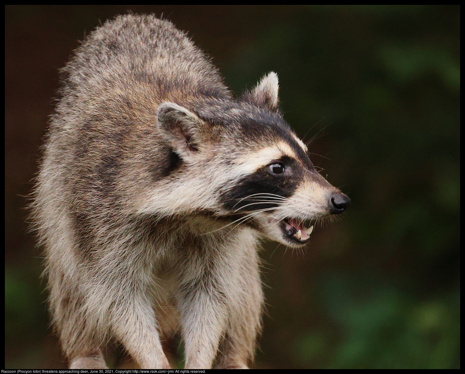 Raccoon (Procyon lotor), June 30, 2021