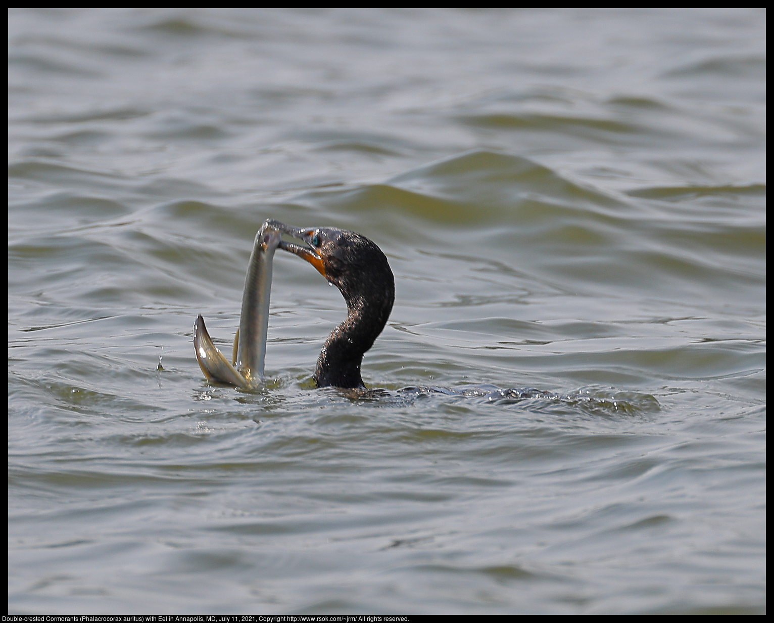 Double-crested Cormorant (Phalacrocorax auritus) with Eel in Annapolis, MD, July 11, 2021