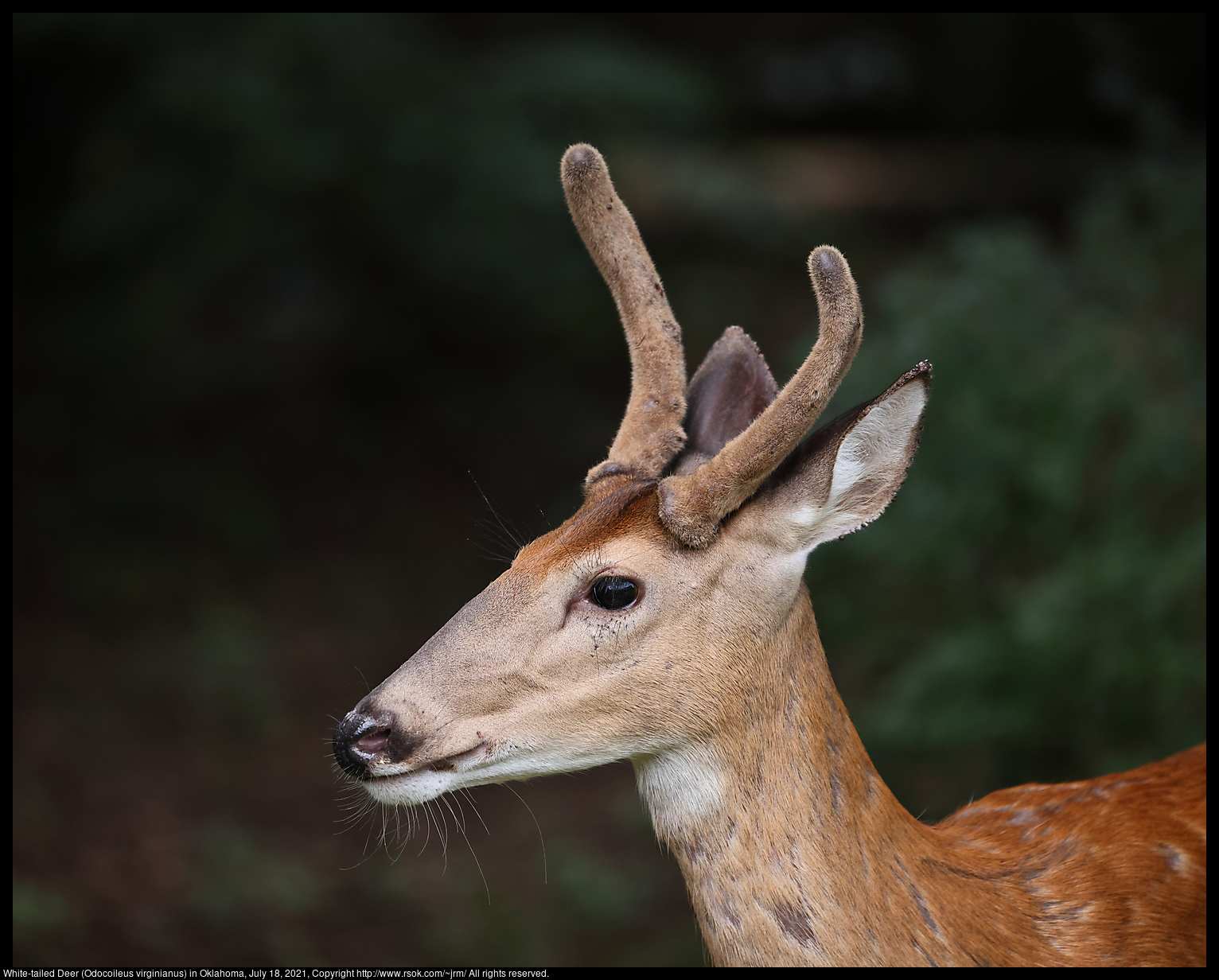 White-tailed Deer (Odocoileus virginianus) in Oklahoma, July 18, 2021