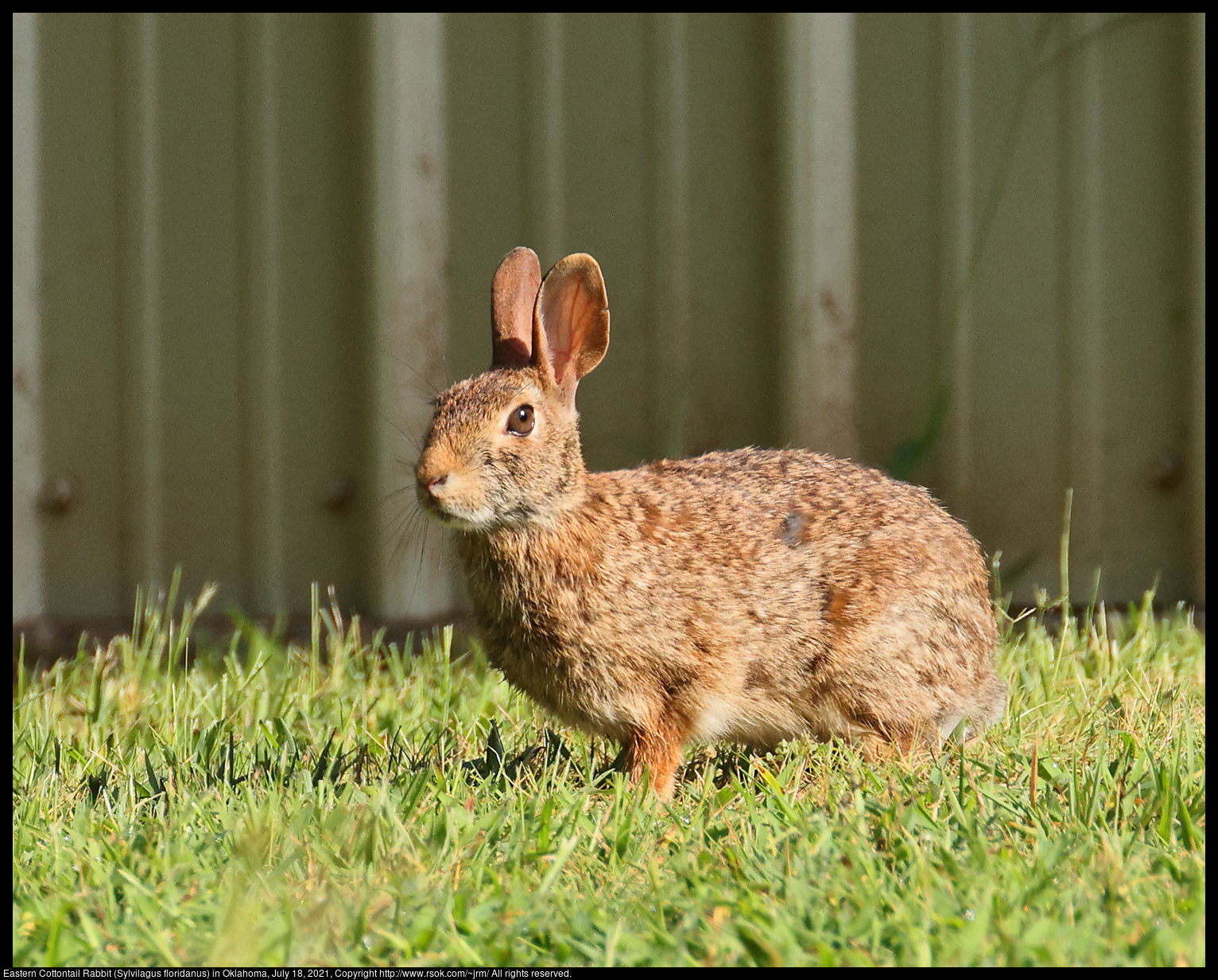 Eastern Cottontail Rabbit (Sylvilagus floridanus) in Oklahoma, July 18, 2021