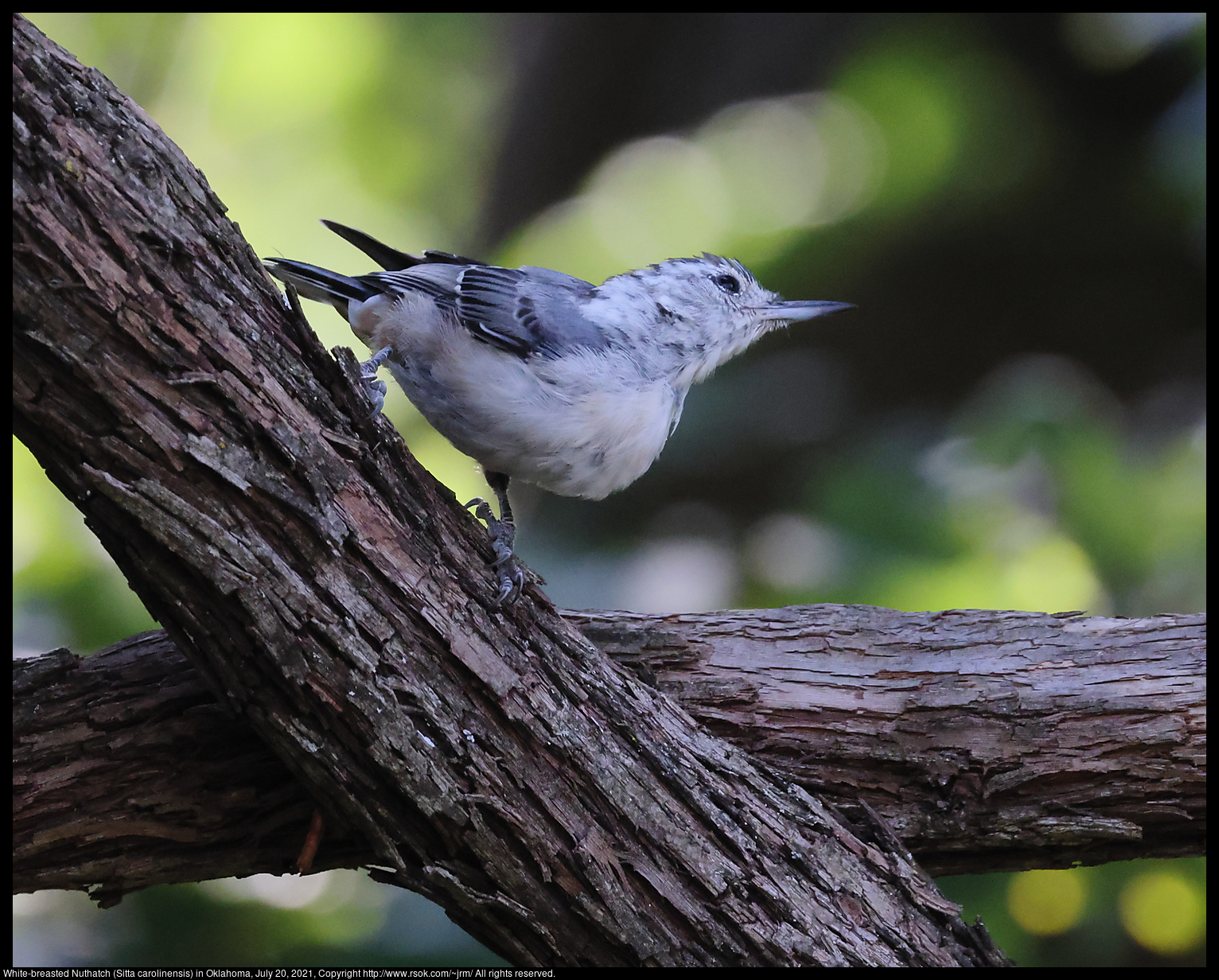 White-breasted Nuthatch (Sitta carolinensis) in Oklahoma, July 20, 2021