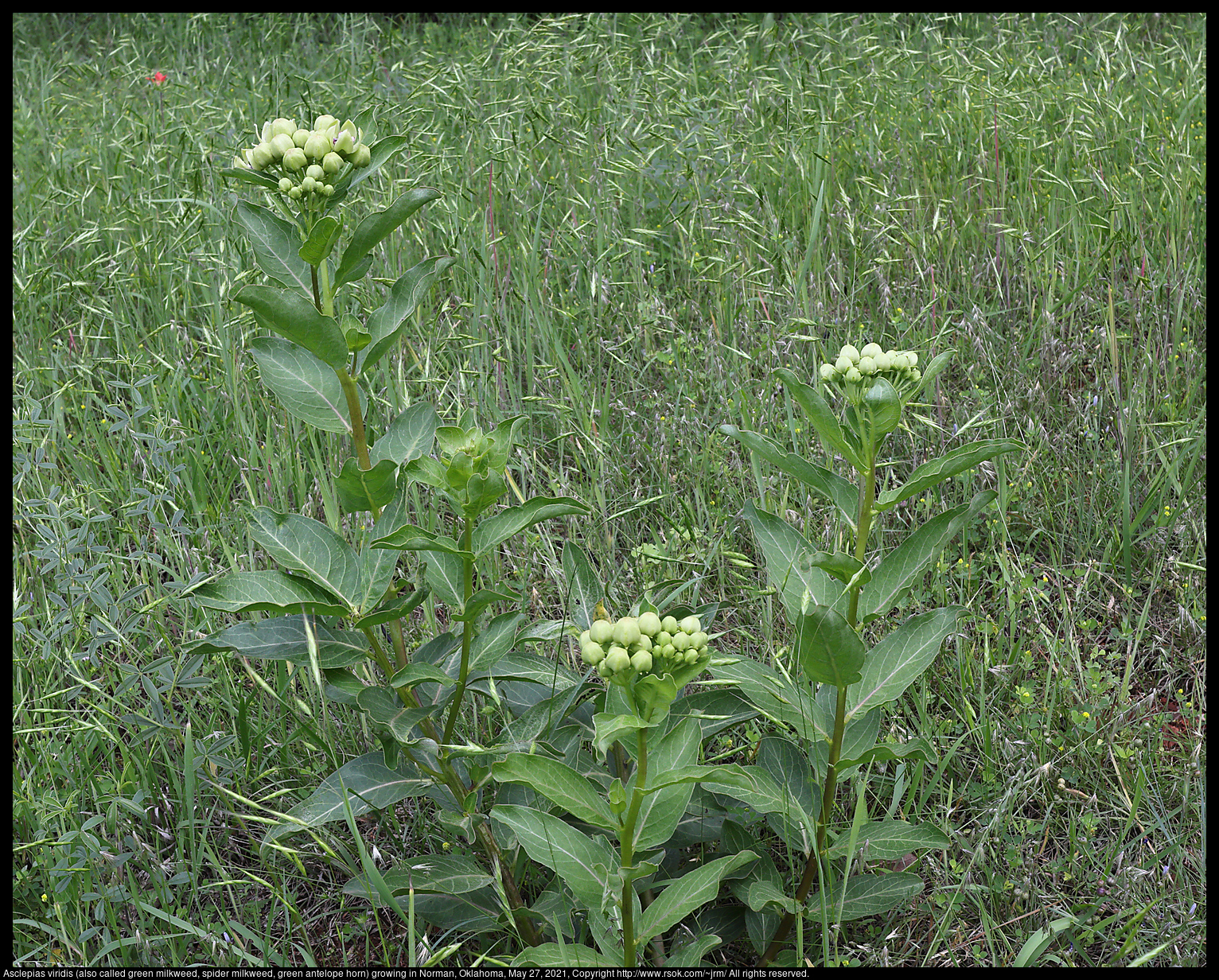 Asclepias viridis (also called green milkweed, spider milkweed, green antelope horn) growing in Norman, Oklahoma, May 27, 2021
