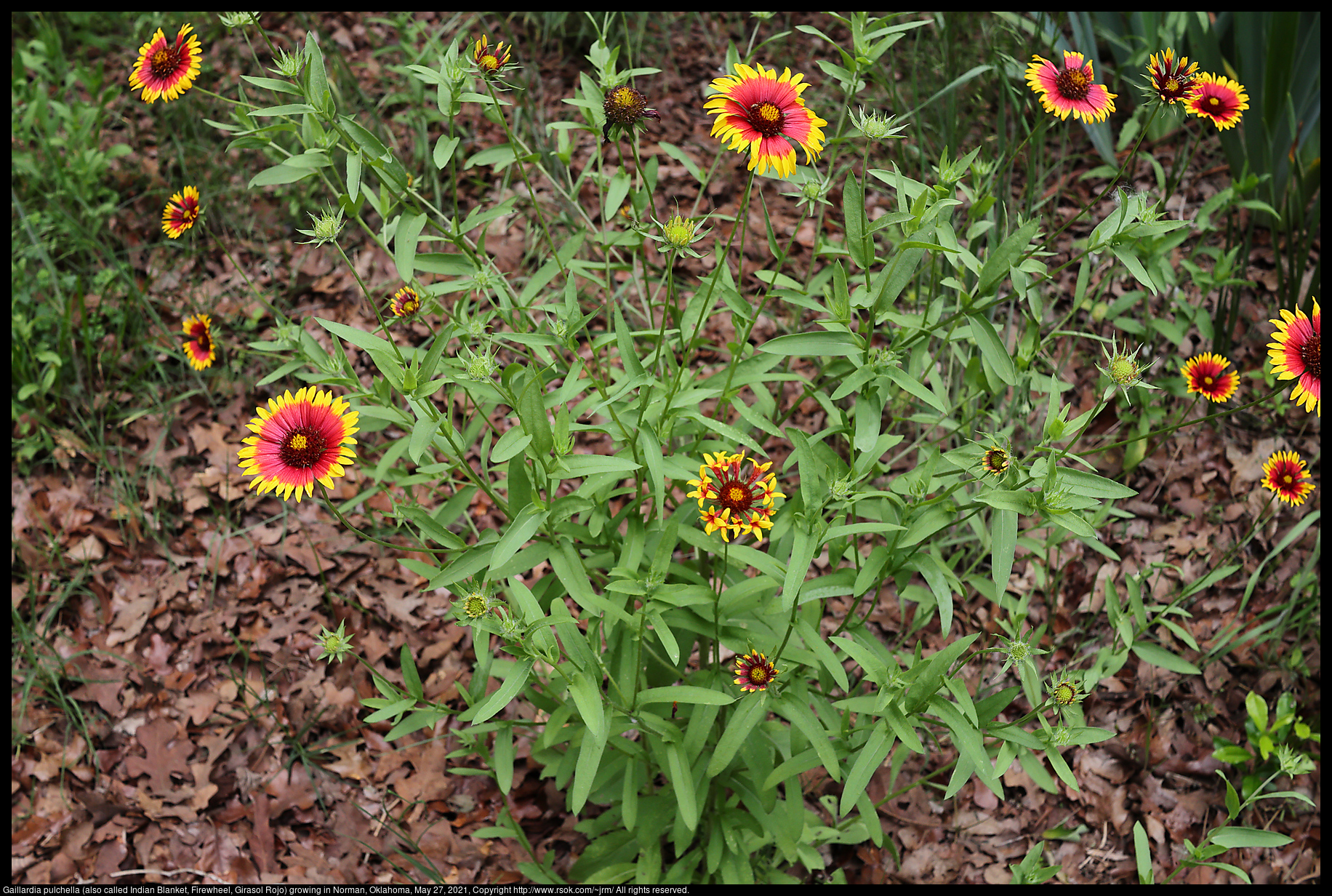 Gaillardia pulchella (also called Indian Blanket, Firewheel, Girasol Rojo) growing in Norman, Oklahoma, May 27, 2021