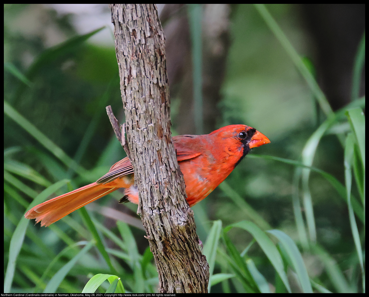 Northern Cardinal (Cardinalis cardinalis) in Norman, Oklahoma, May 28, 2021