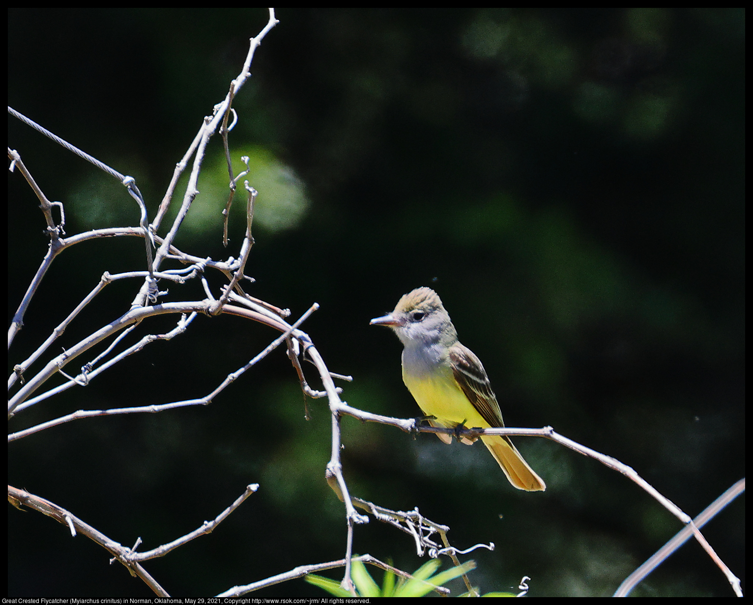 Great Crested Flycatcher (Myiarchus crinitus) in Norman, Oklahoma, May 29, 2021