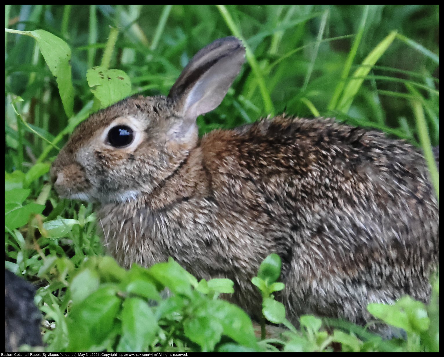 Eastern Cottontail Rabbit (Sylvilagus floridanus), May 31, 2021