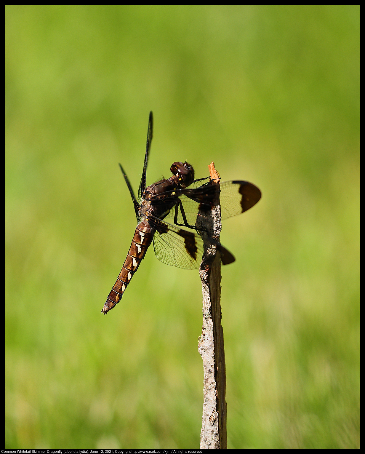 Common Whitetail Skimmer Dragonfly (Libellula lydia), June 12, 2021