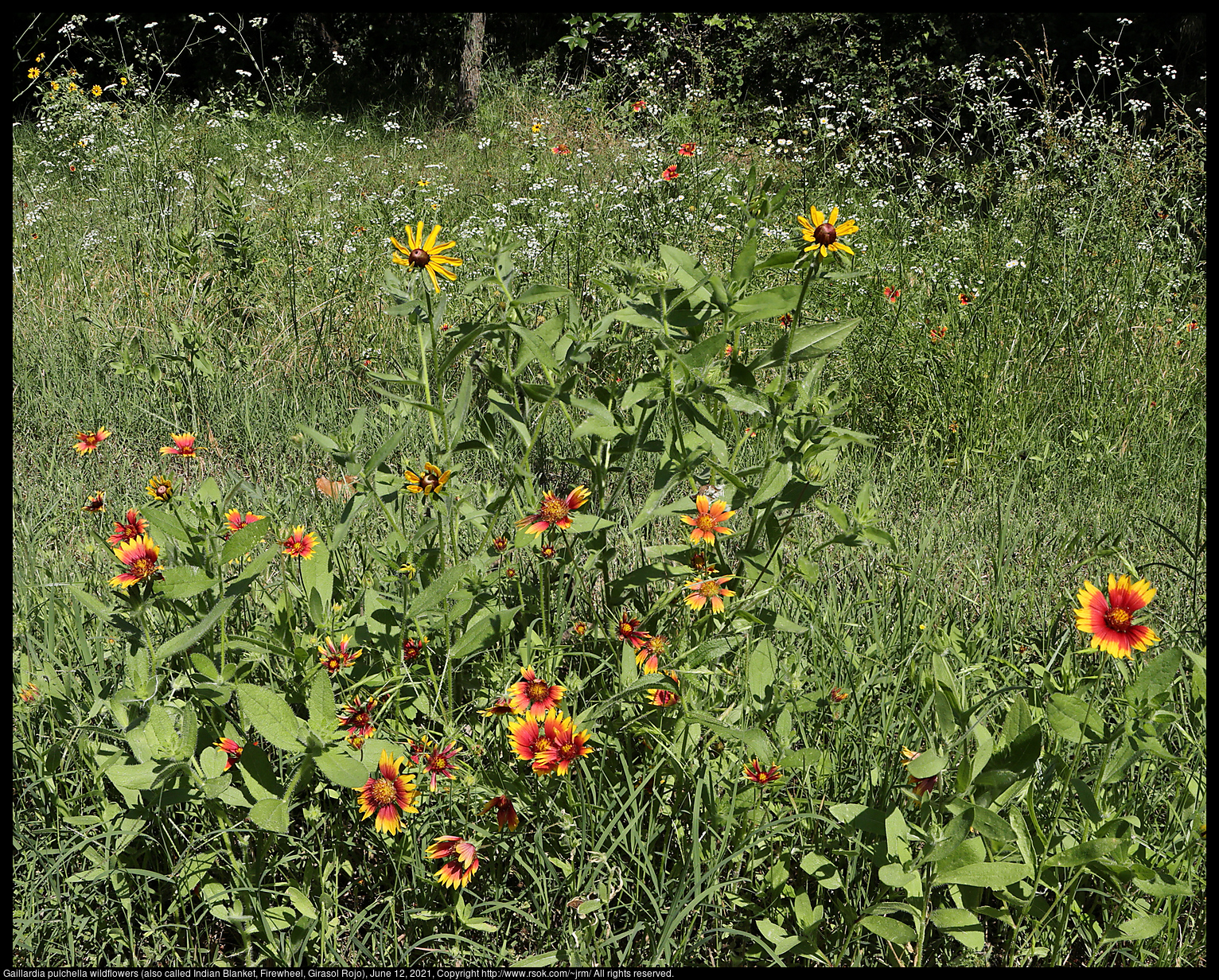 Gaillardia pulchella wildflowers (also called Indian Blanket, Firewheel, Girasol Rojo), June 12, 2021