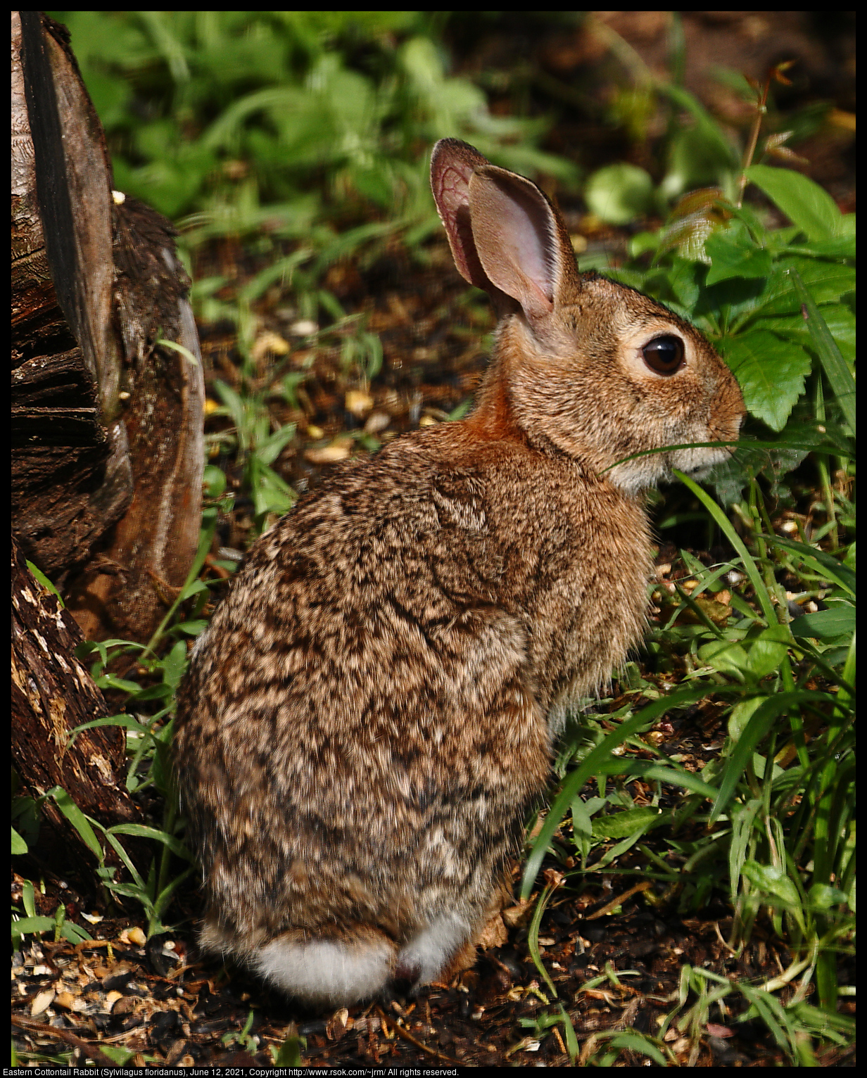 Eastern Cottontail Rabbit (Sylvilagus floridanus), June 12, 2021