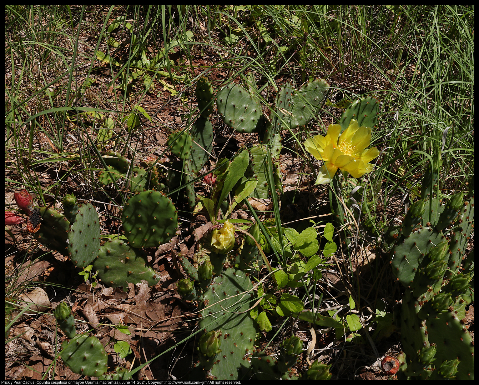 Prickly Pear Cactus (Opuntia cespitosa or maybe Opuntia macrorhiza), June 14, 2021