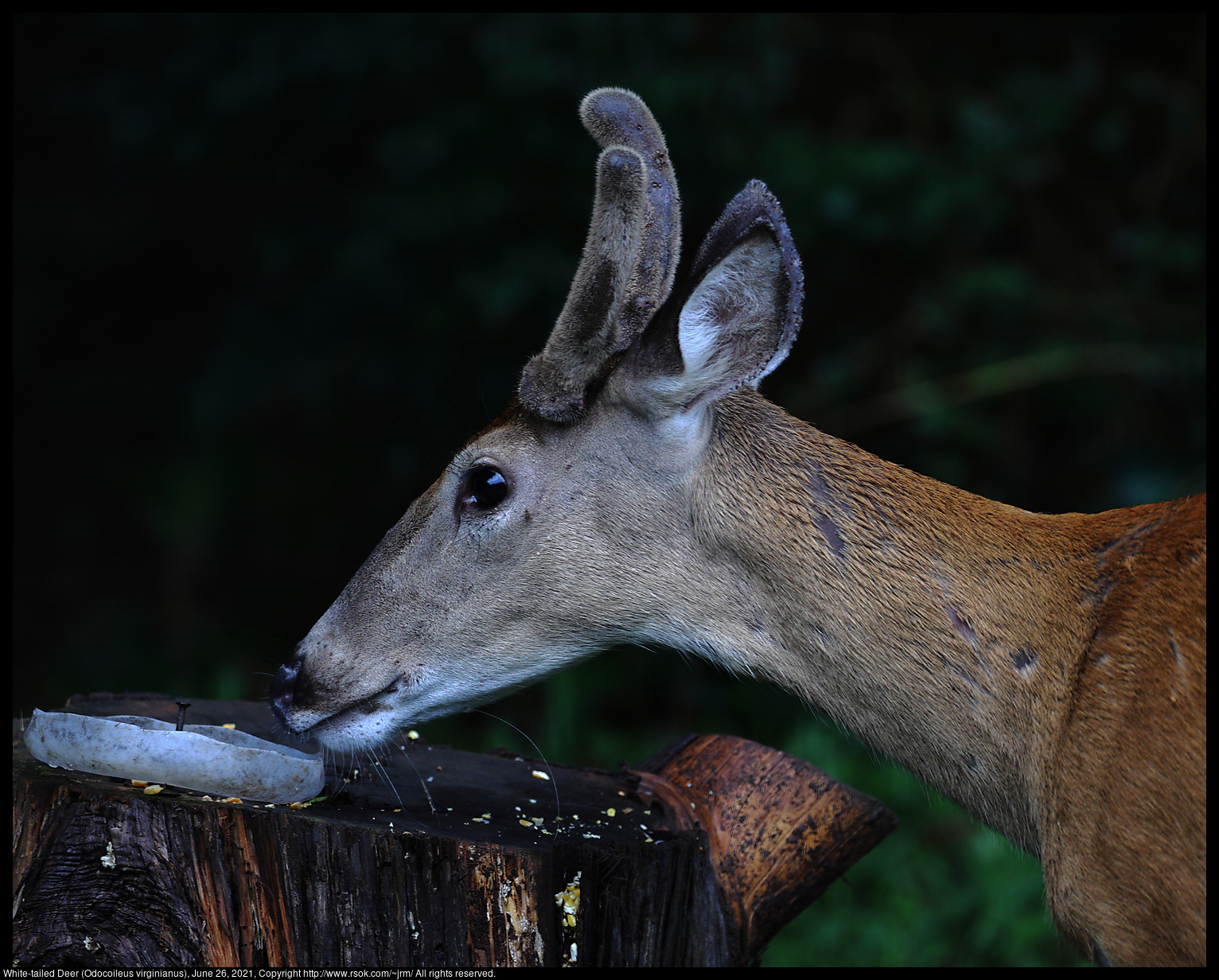 White-tailed Deer (Odocoileus virginianus), June 26, 2021