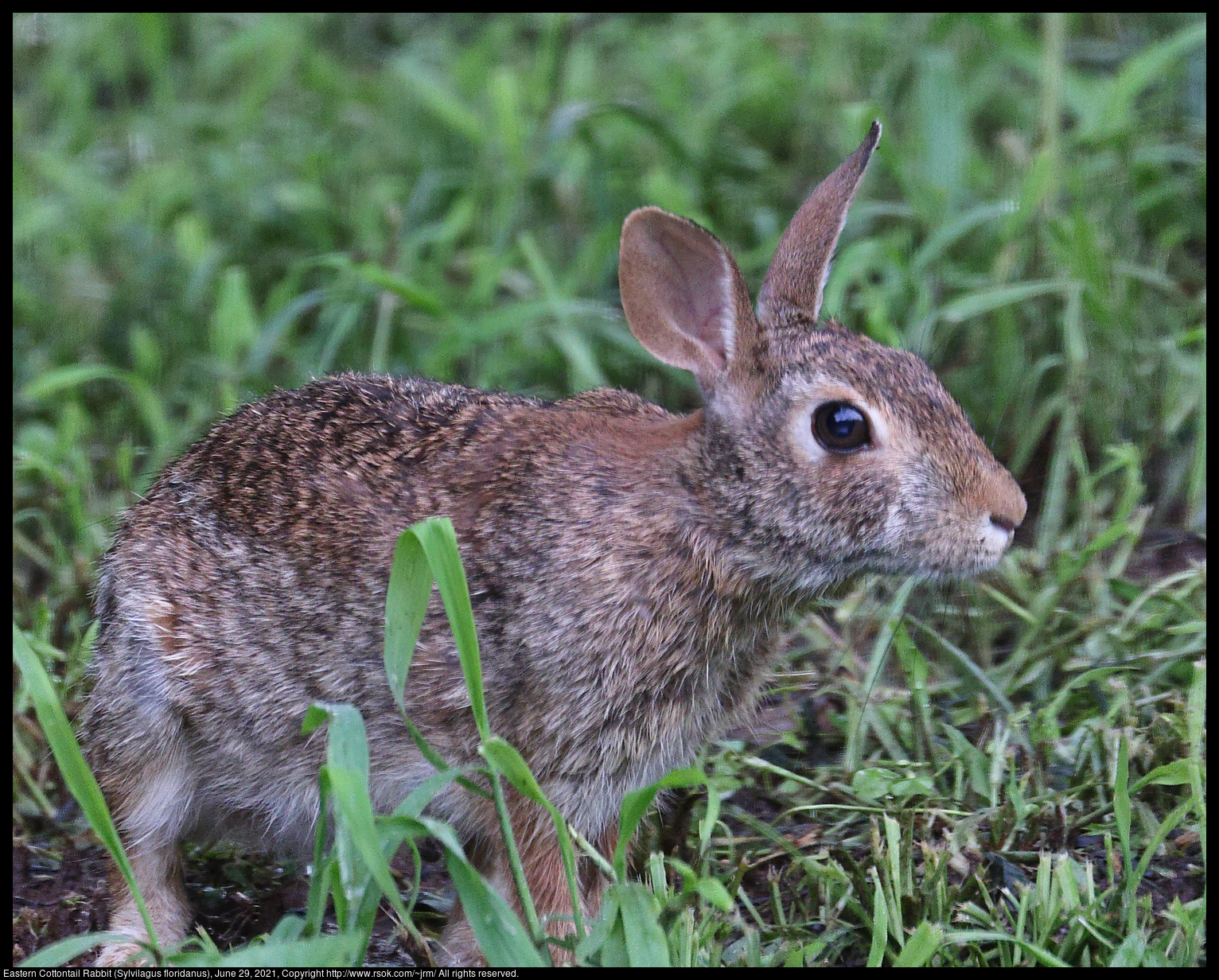 Eastern Cottontail Rabbit (Sylvilagus floridanus), June 29, 2021