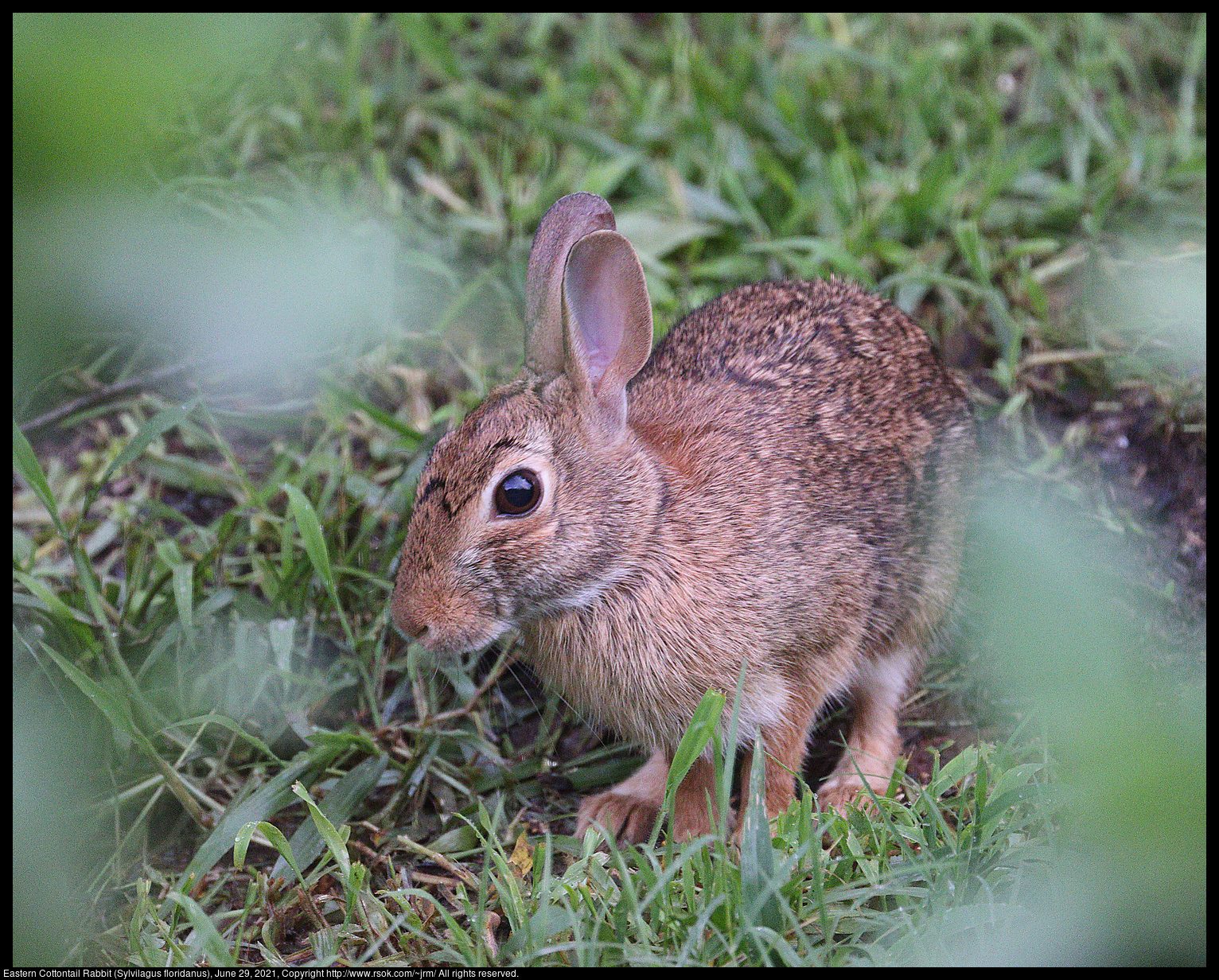 Eastern Cottontail Rabbit (Sylvilagus floridanus), June 29, 2021